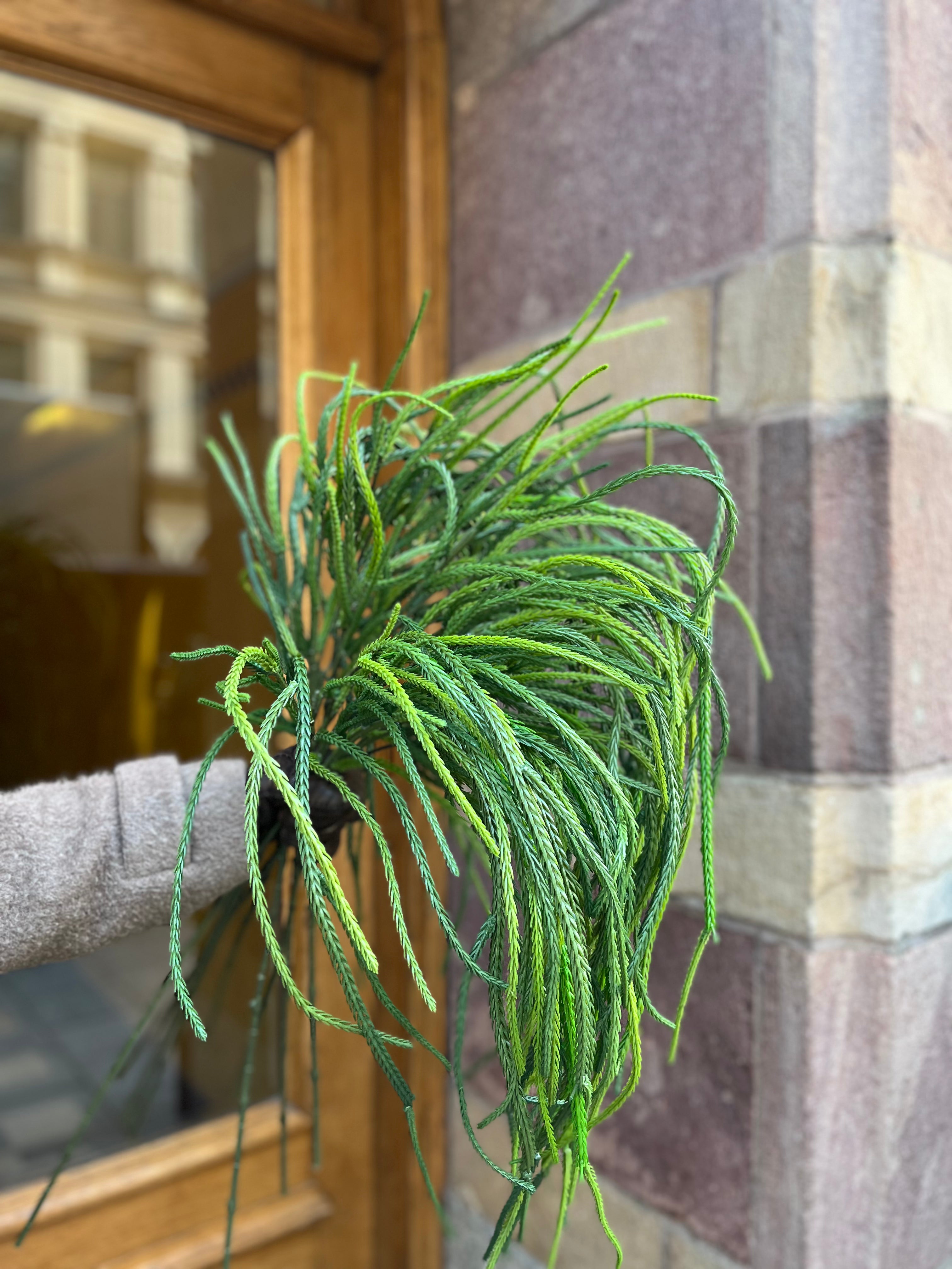Hängande kvist 60 cm