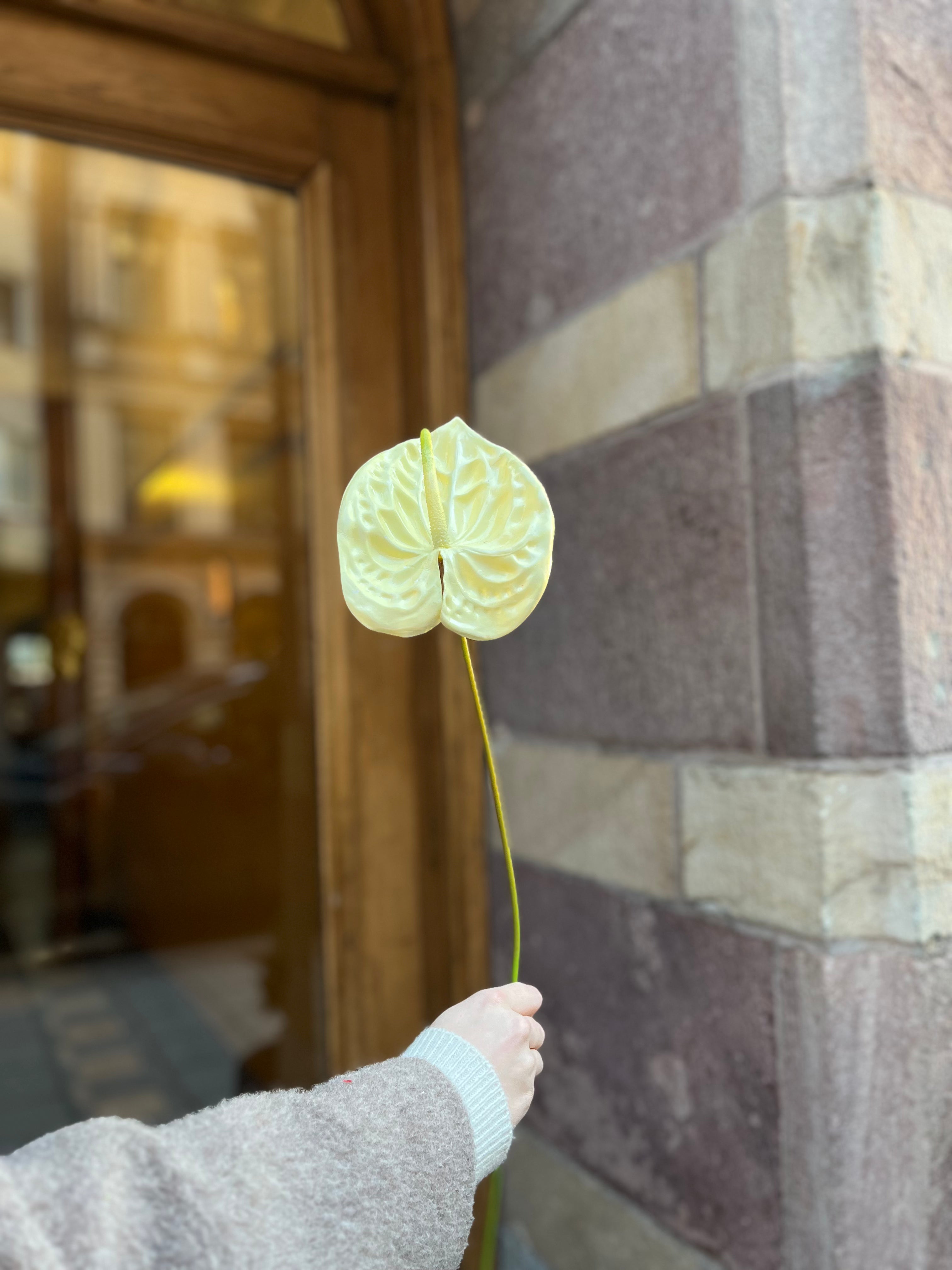 Hjärtlöv 60 cm, Vanilj