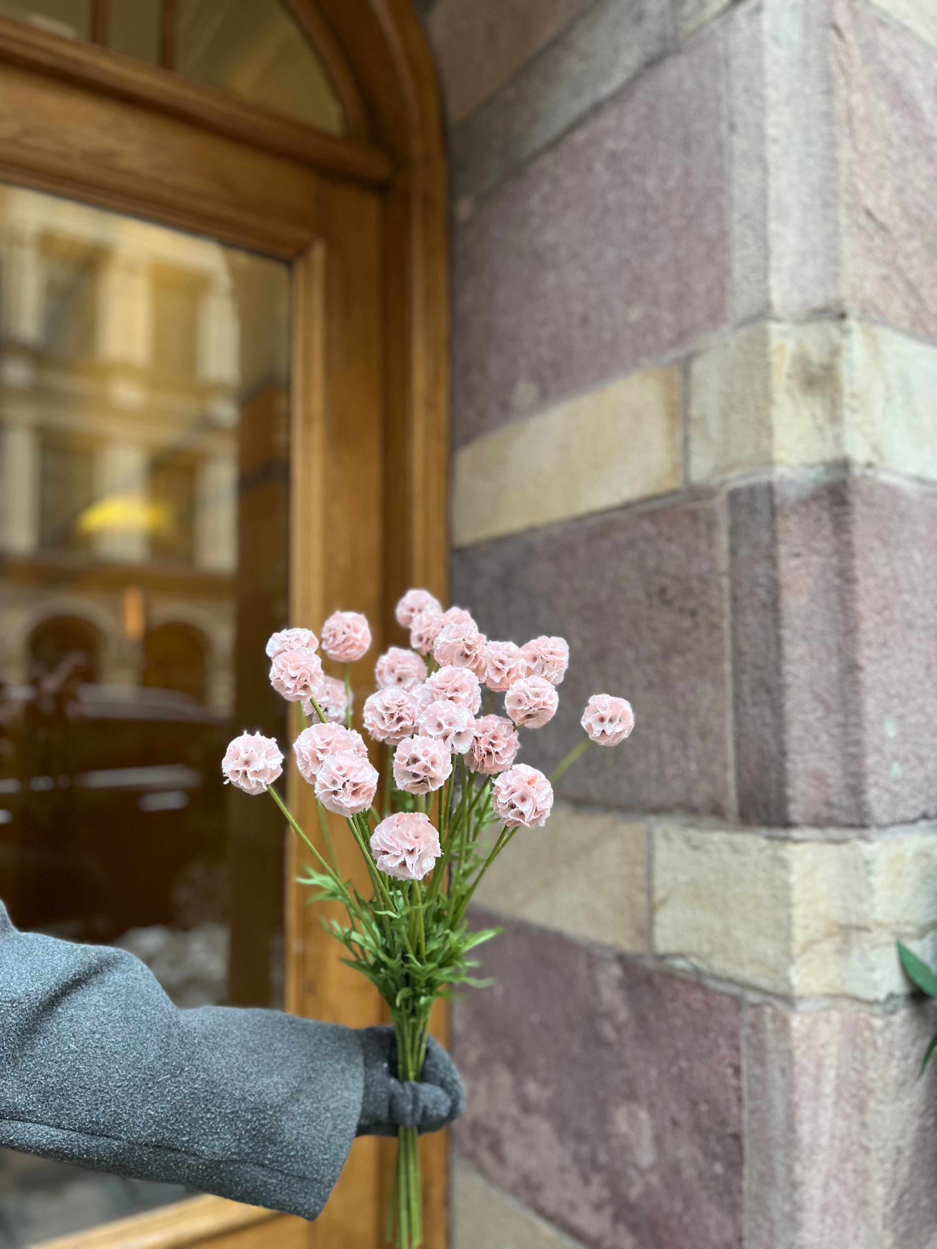 Scabiosa 50 cm, Ljusrosa