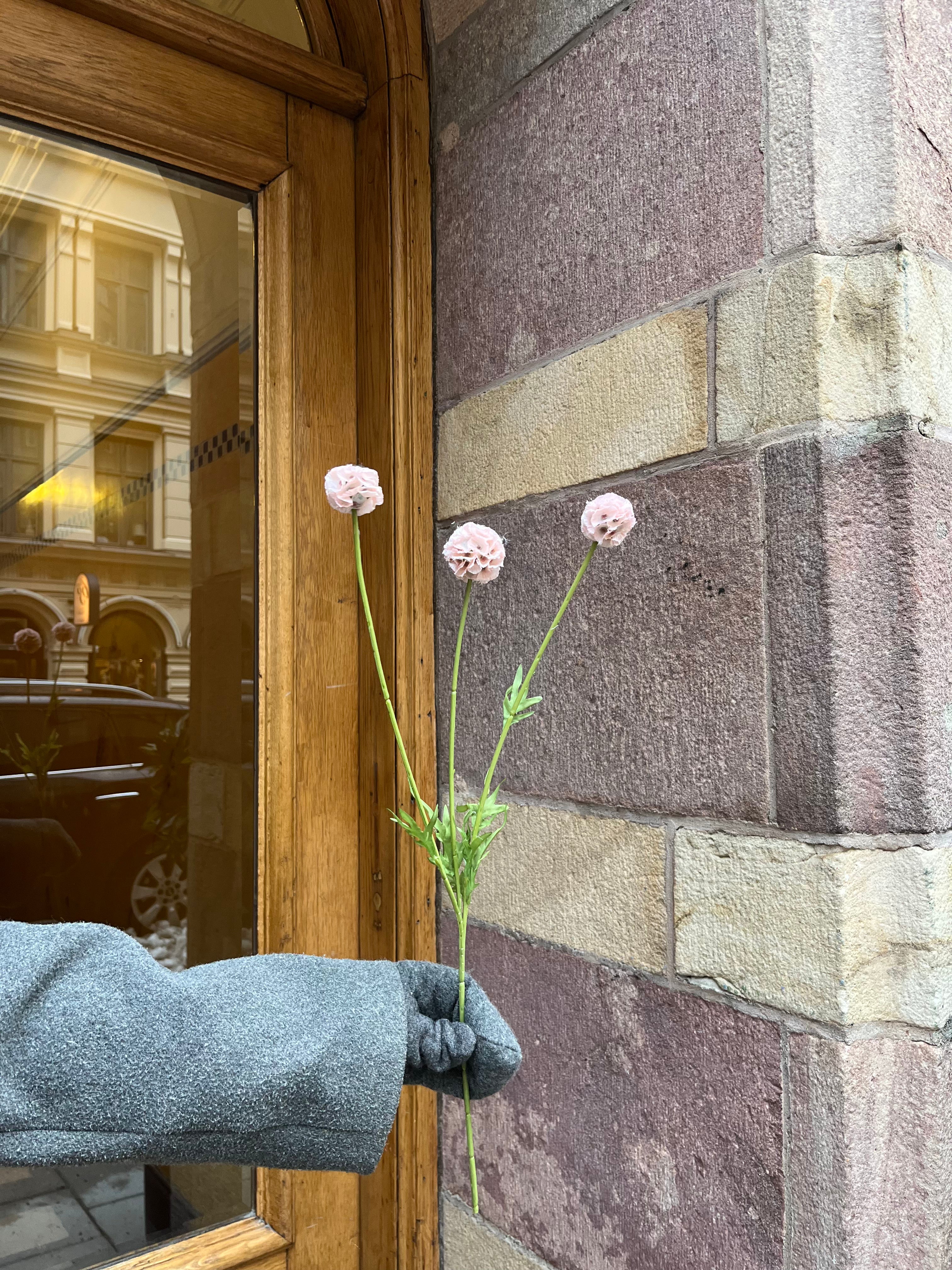 Scabiosa 50 cm, Ljusrosa