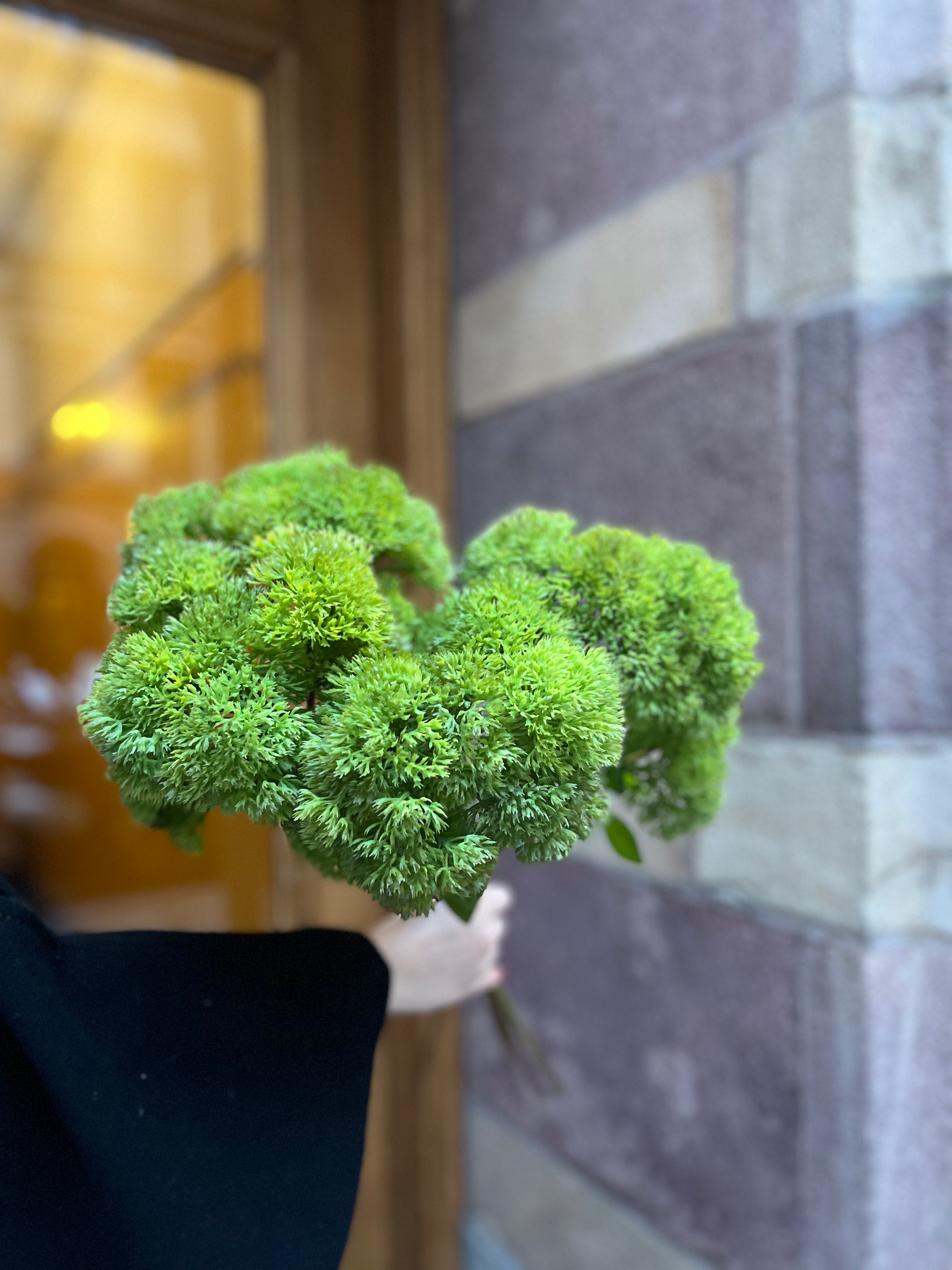 Sedum mossa 50 cm, Grön