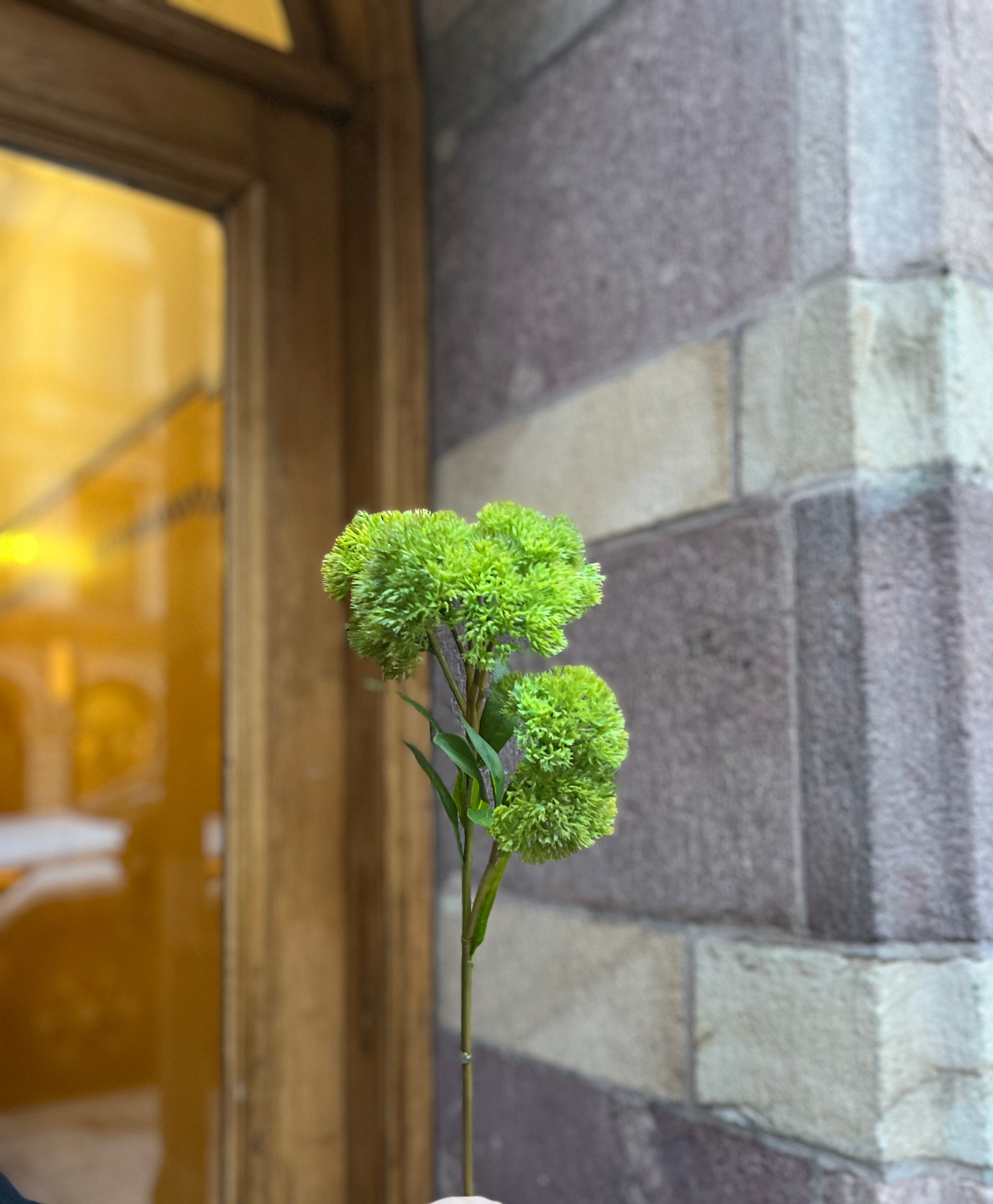 Sedum mossa 50 cm, Grön