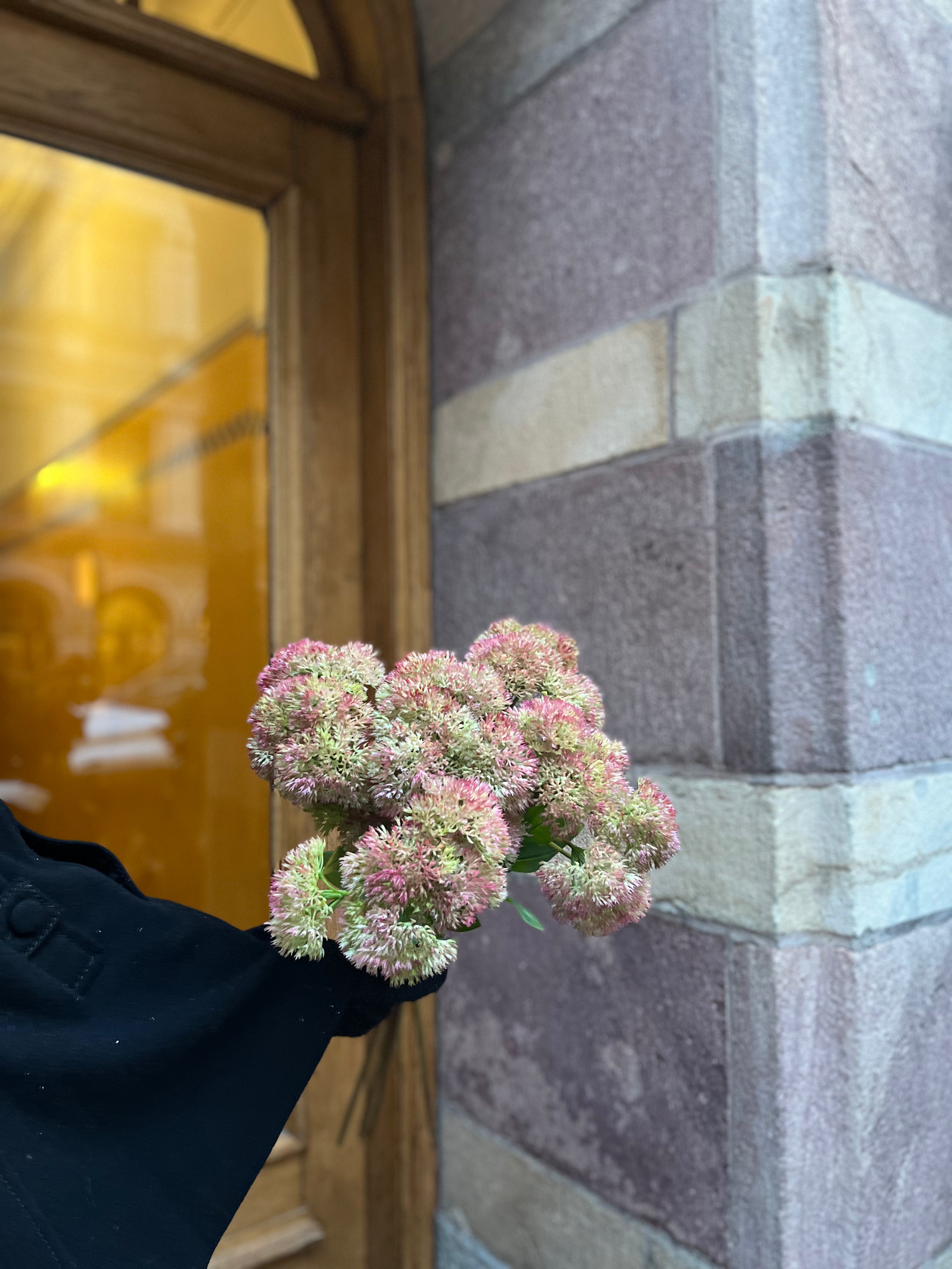 Sedum mossa 50 cm, Rosa