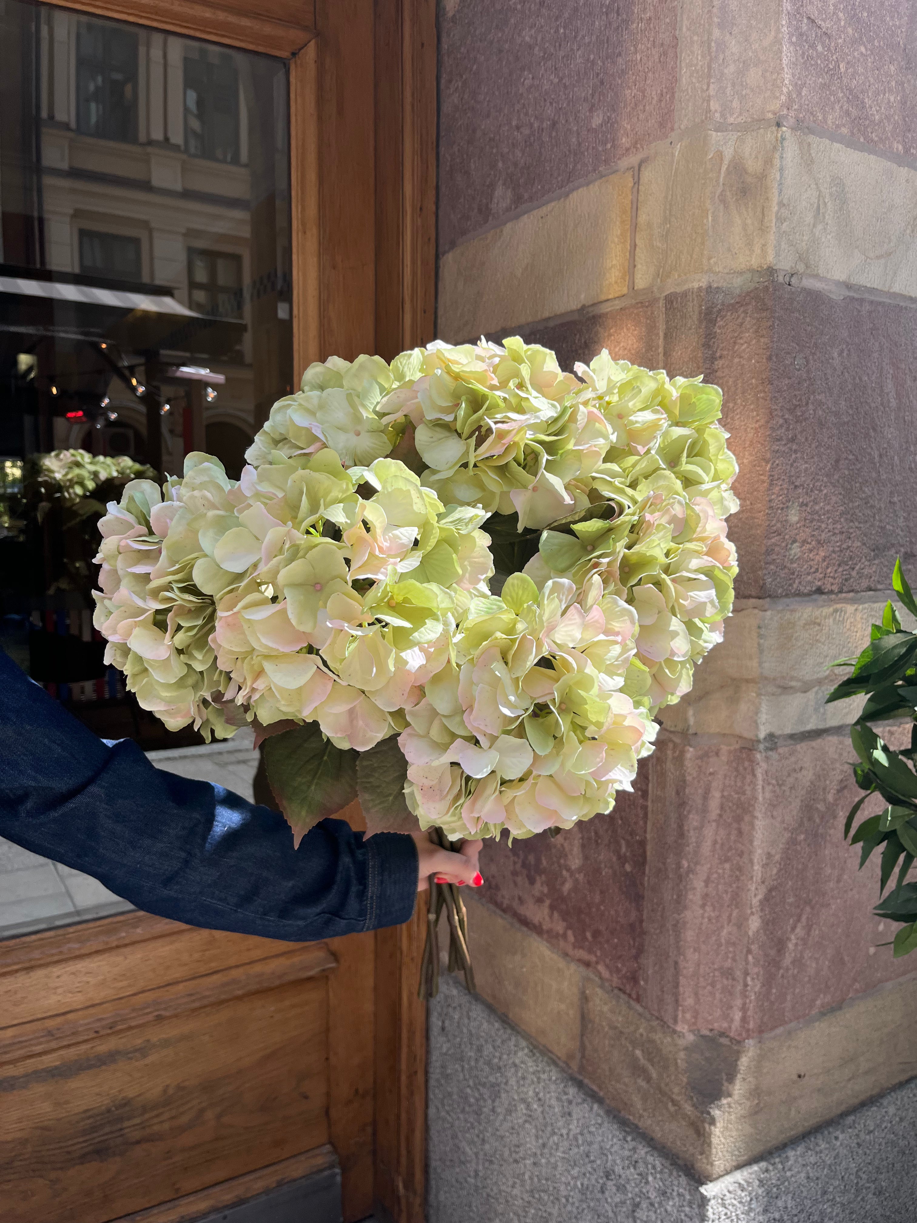 Hortensia 65 cm, Grön
