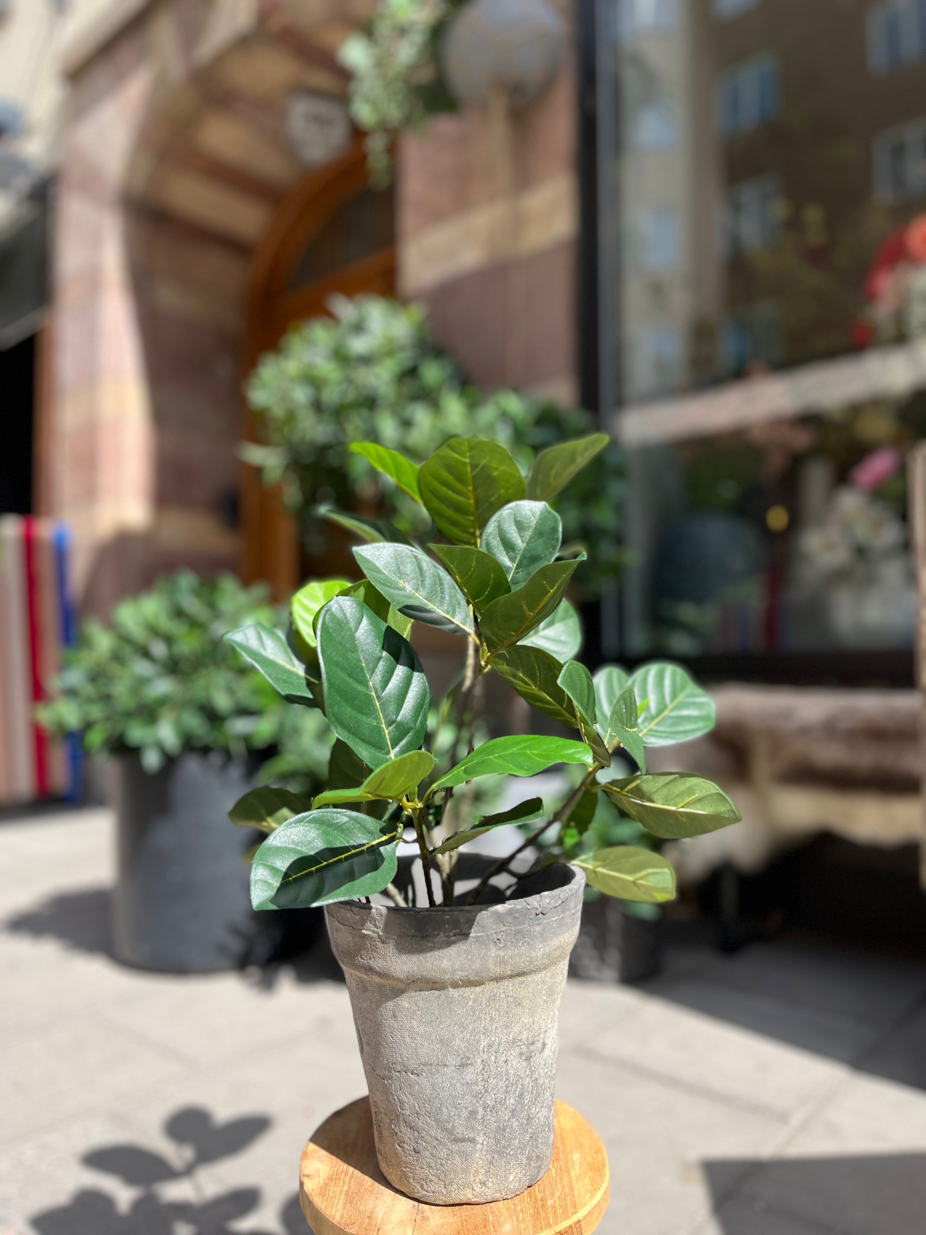 Artocarpus UV 40-56 cm