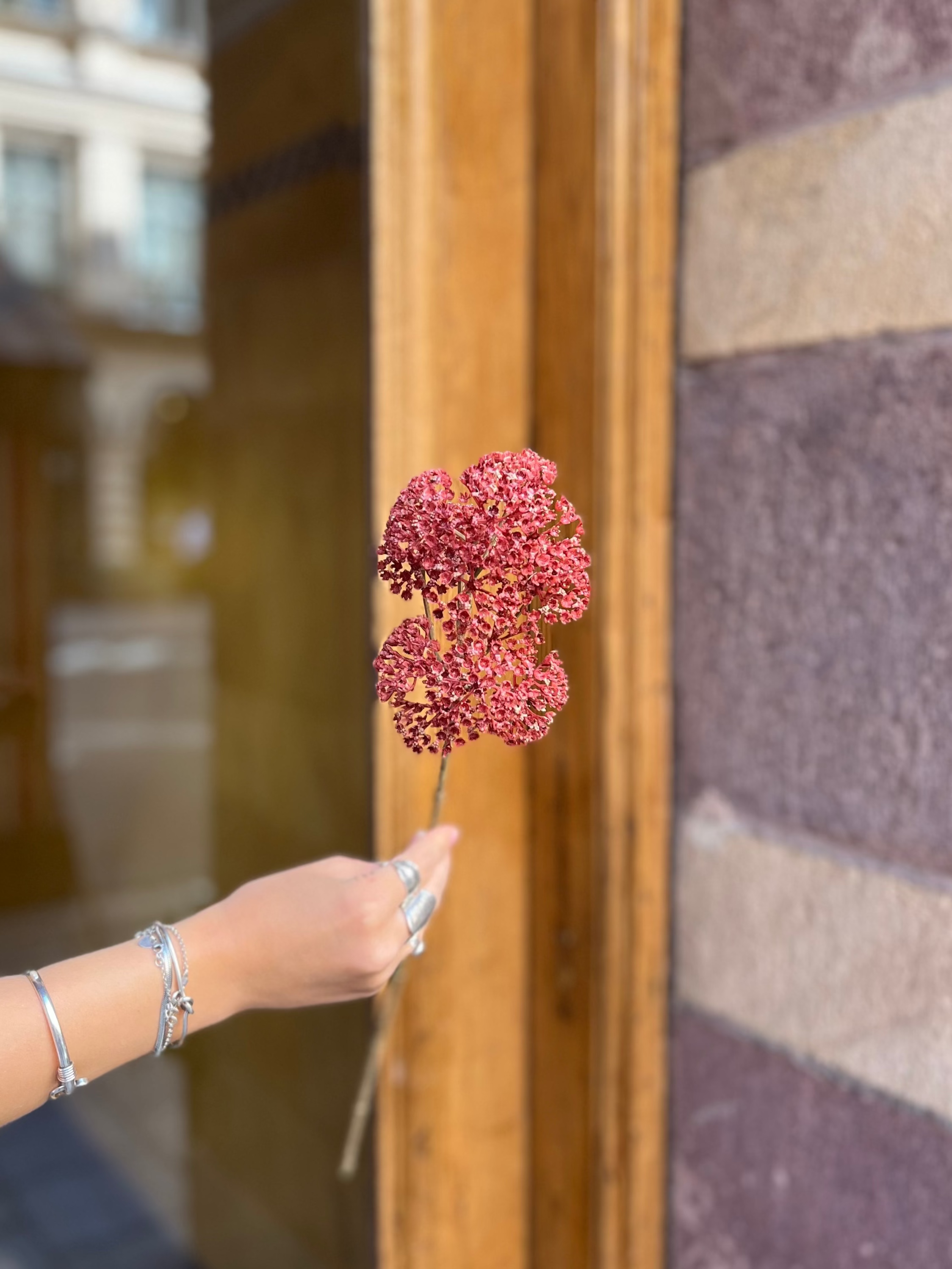 Röllika 50 cm, Röd / Rosa