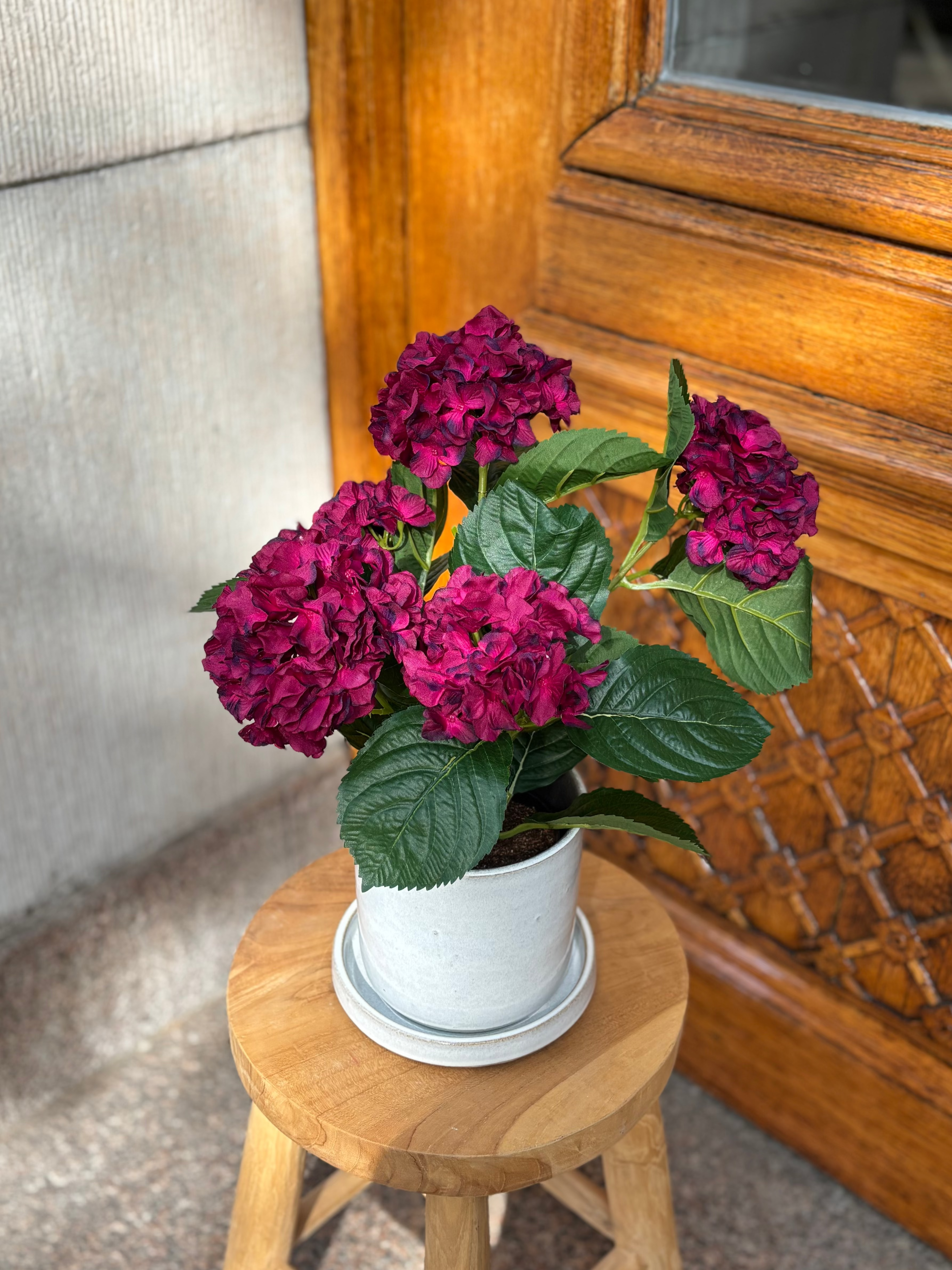 Hortensia i kruka 40 cm, Lila/Röd