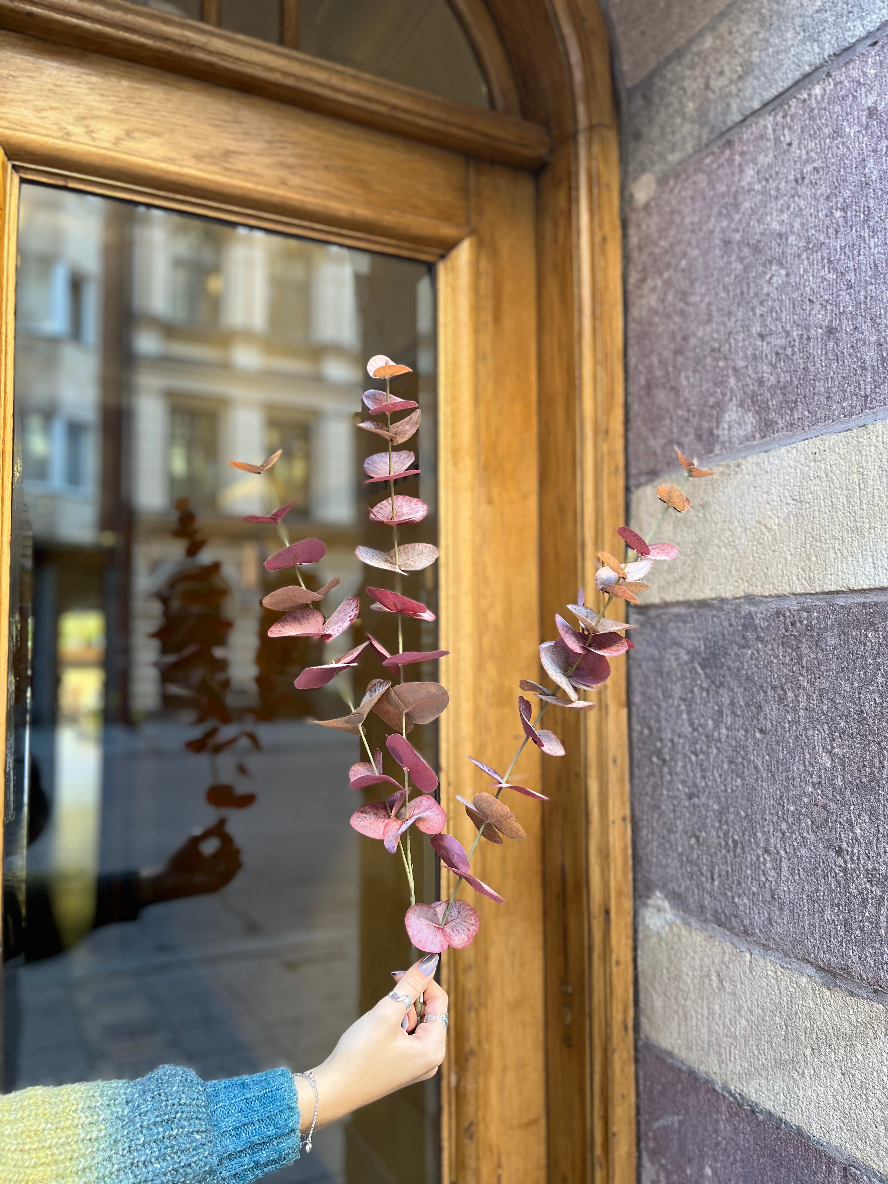 Eucalyptus röd 60 cm