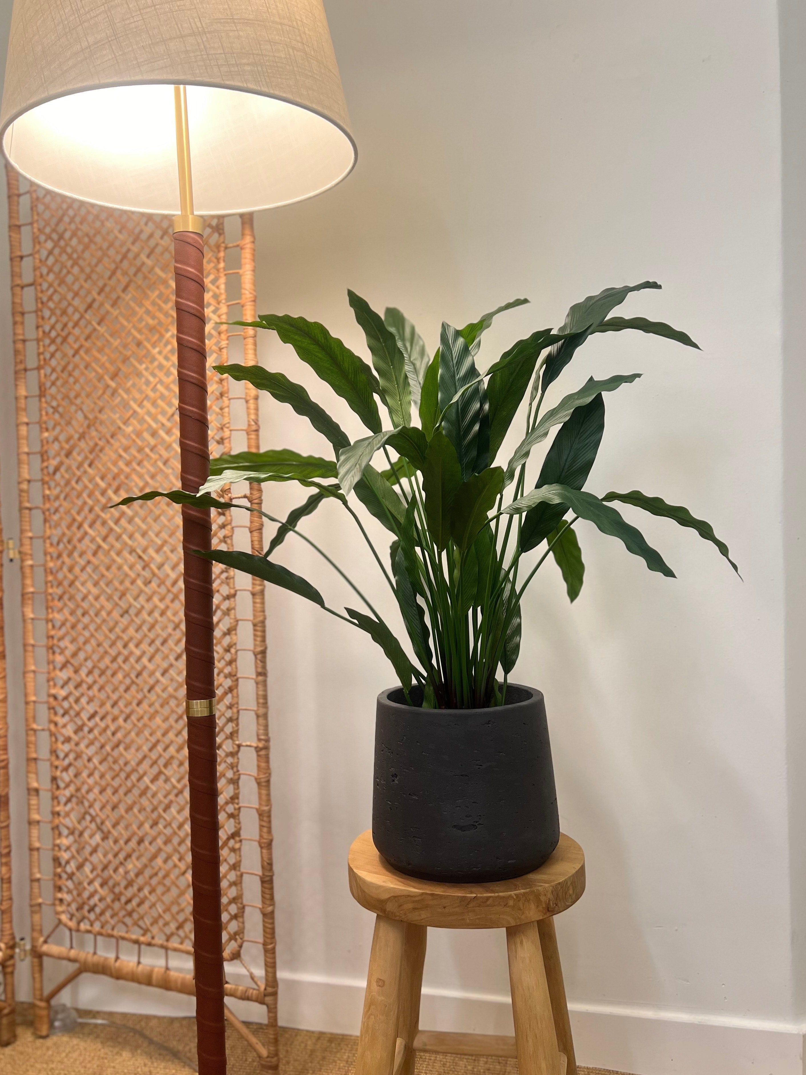 Calathea 77 cm