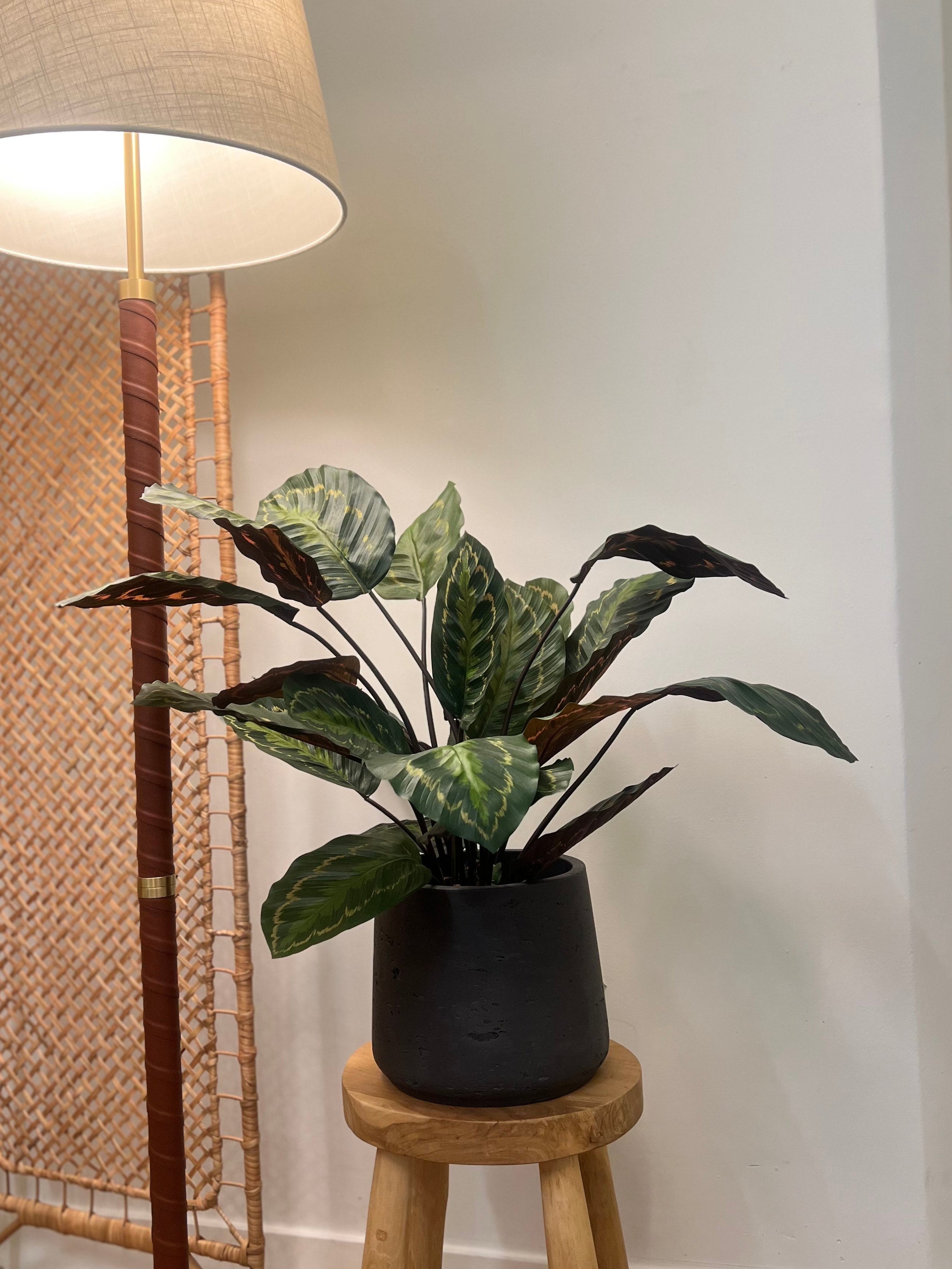 Calathea Roseopicta 62 cm