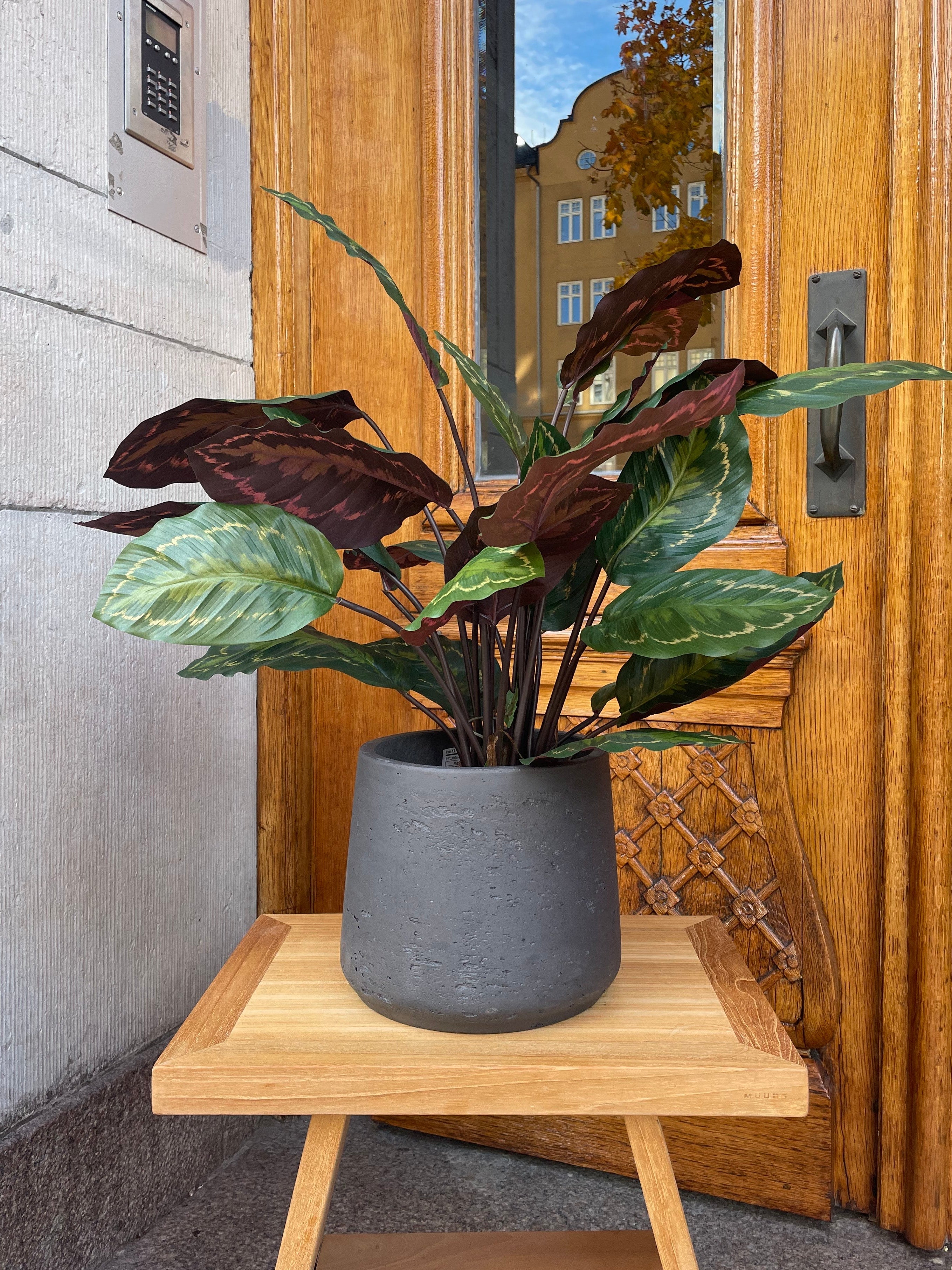 Calathea Roseopicta 62 cm
