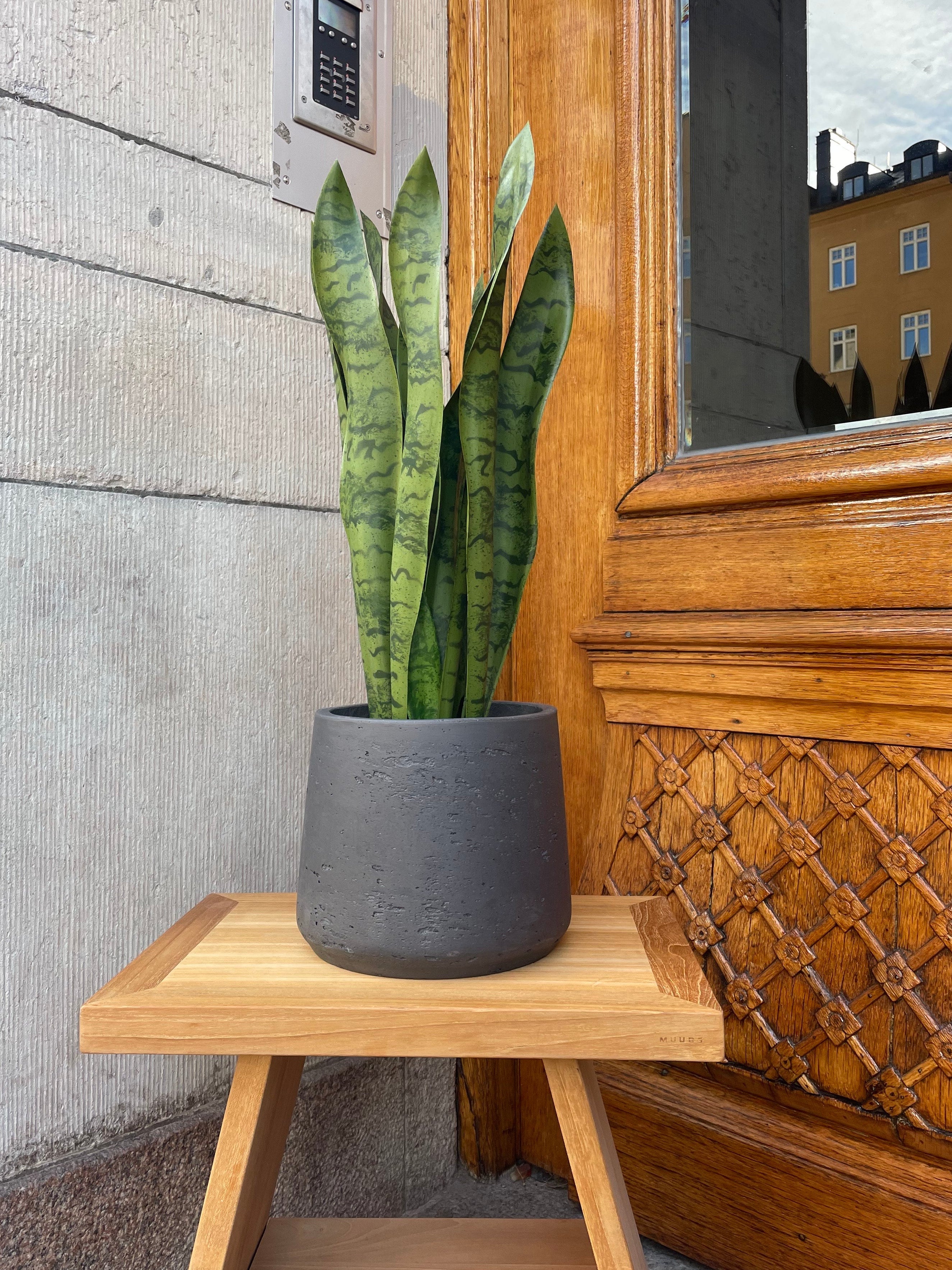 Svärmorstunga 70 cm