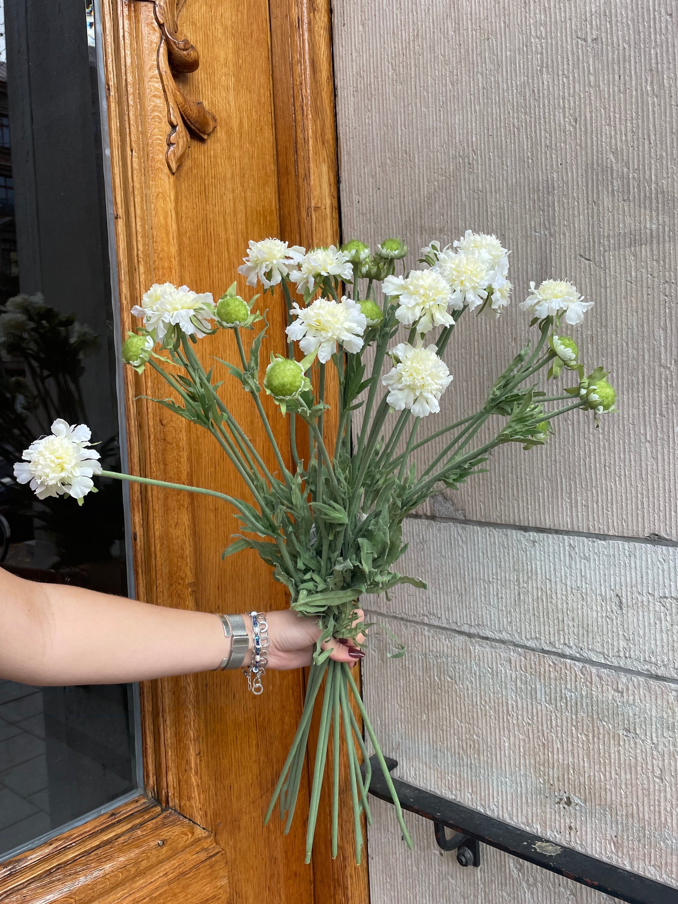 Scabiosa Creme, 70cm