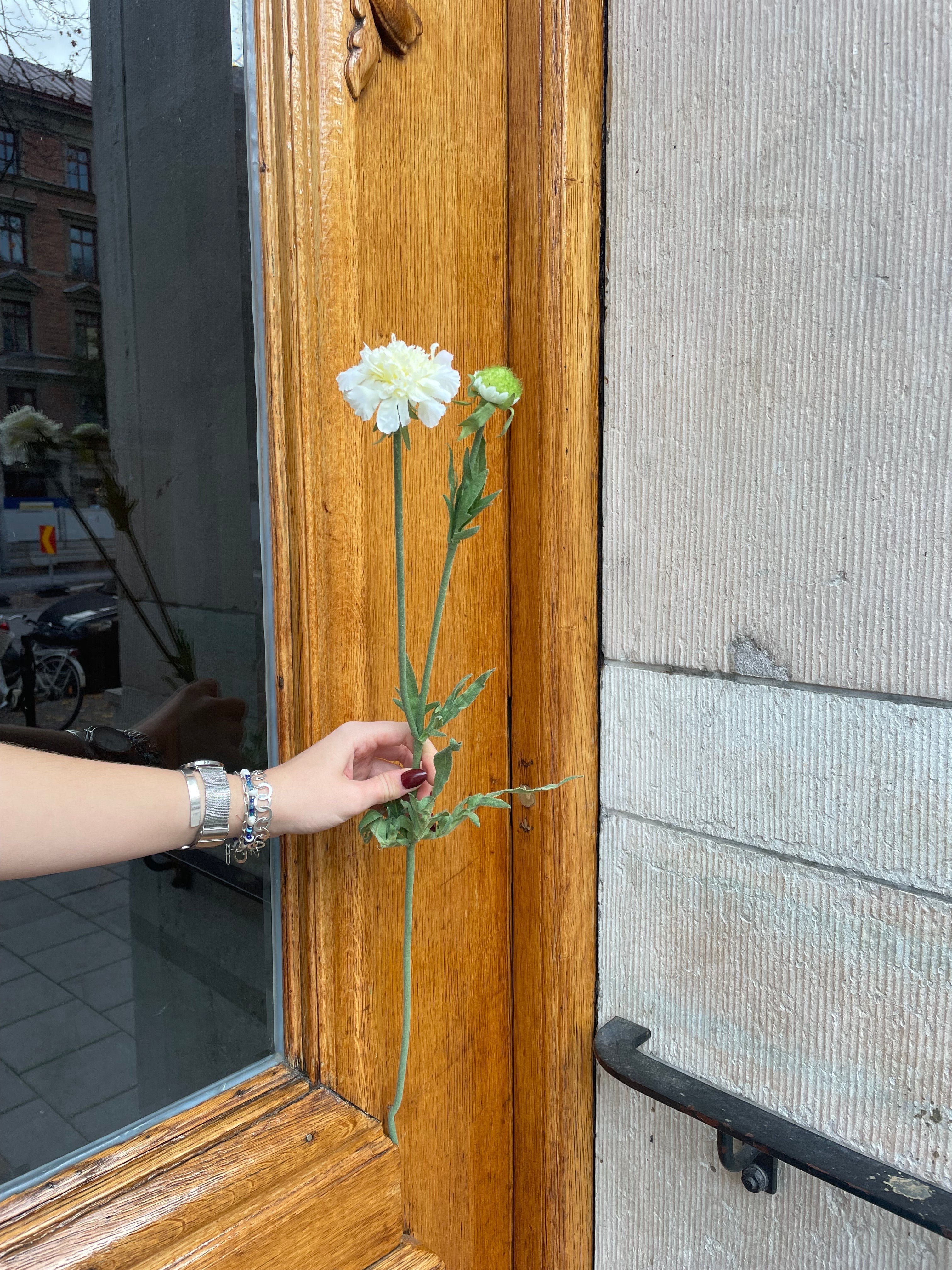 Scabiosa Creme, 70cm