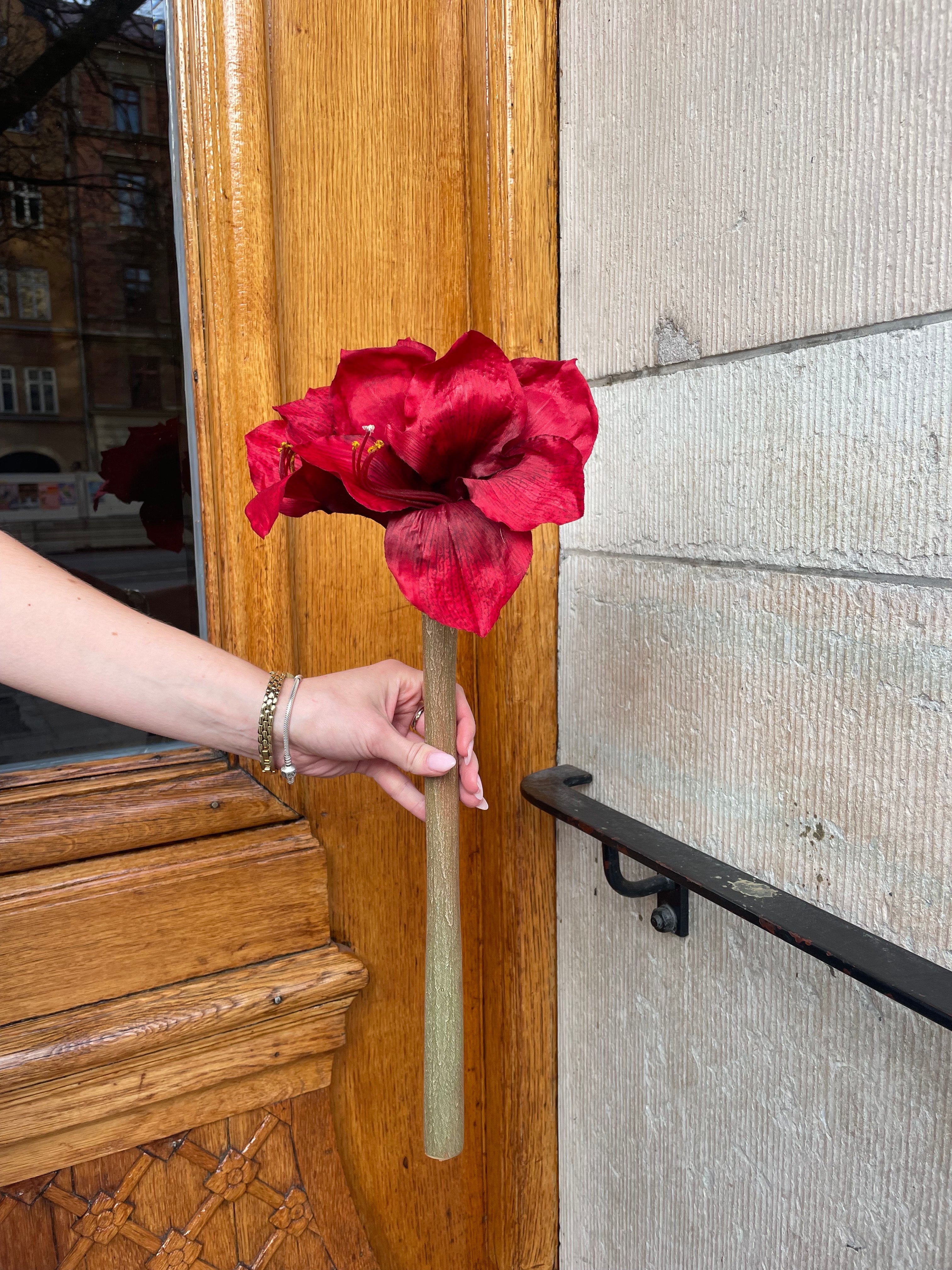 Amaryllis Burgundy, 50 cm