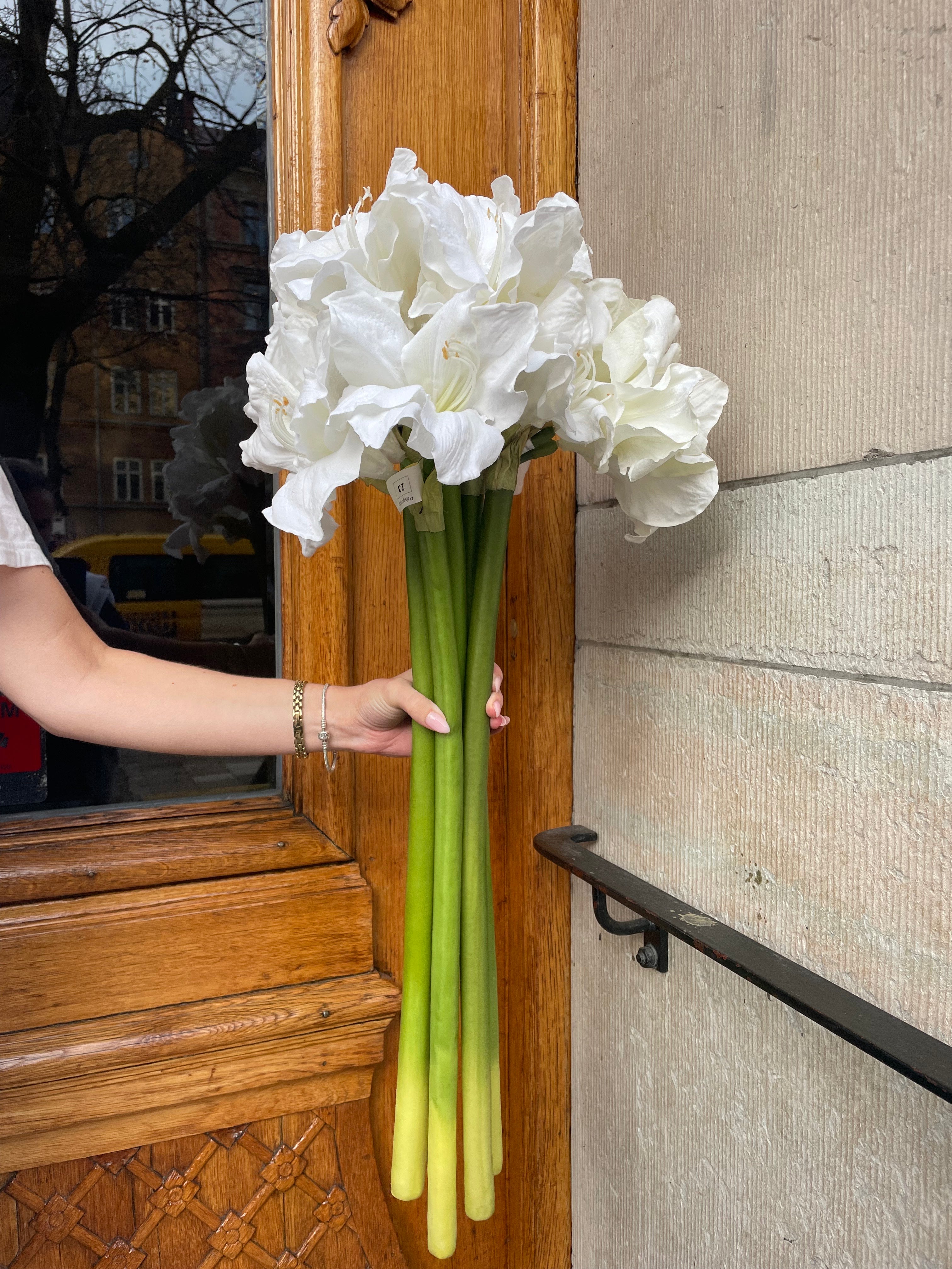 Amaryllis Vit, 75 cm