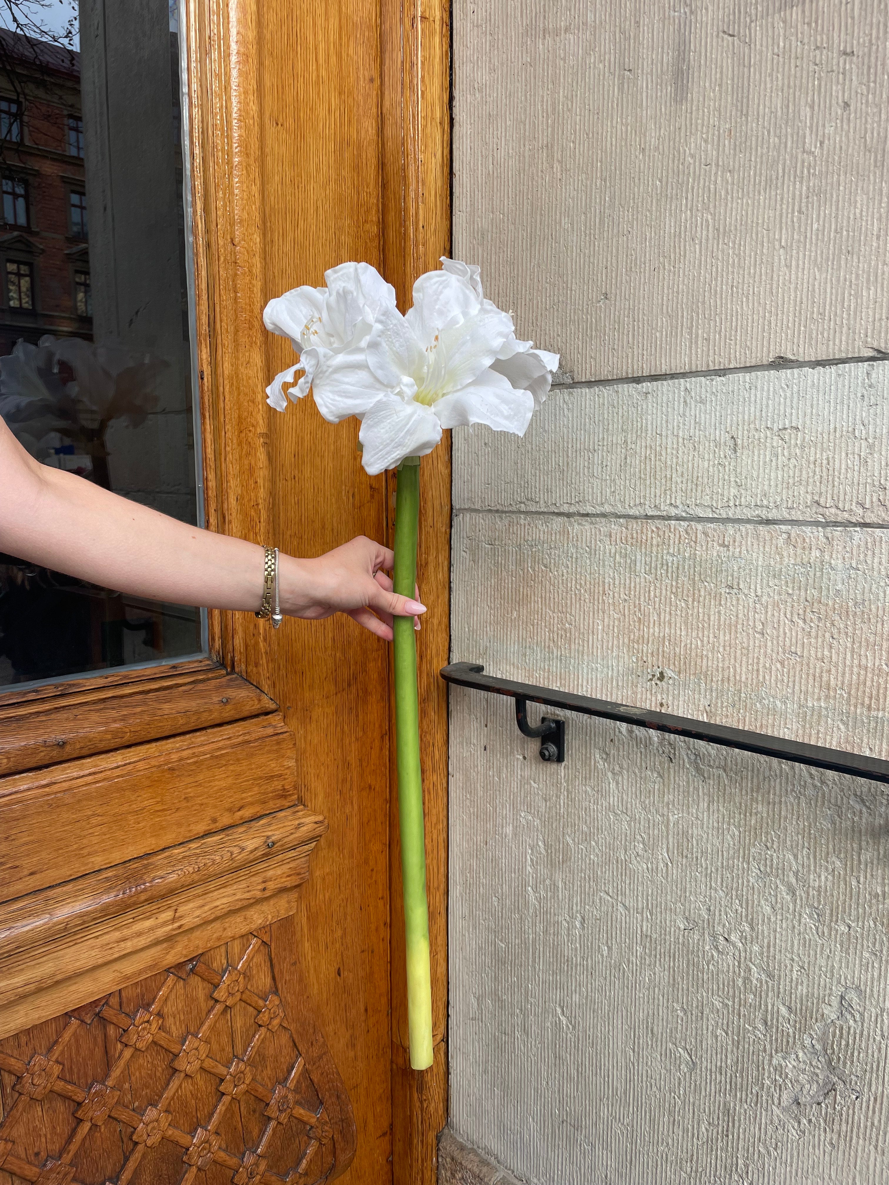 Amaryllis Vit, 75 cm