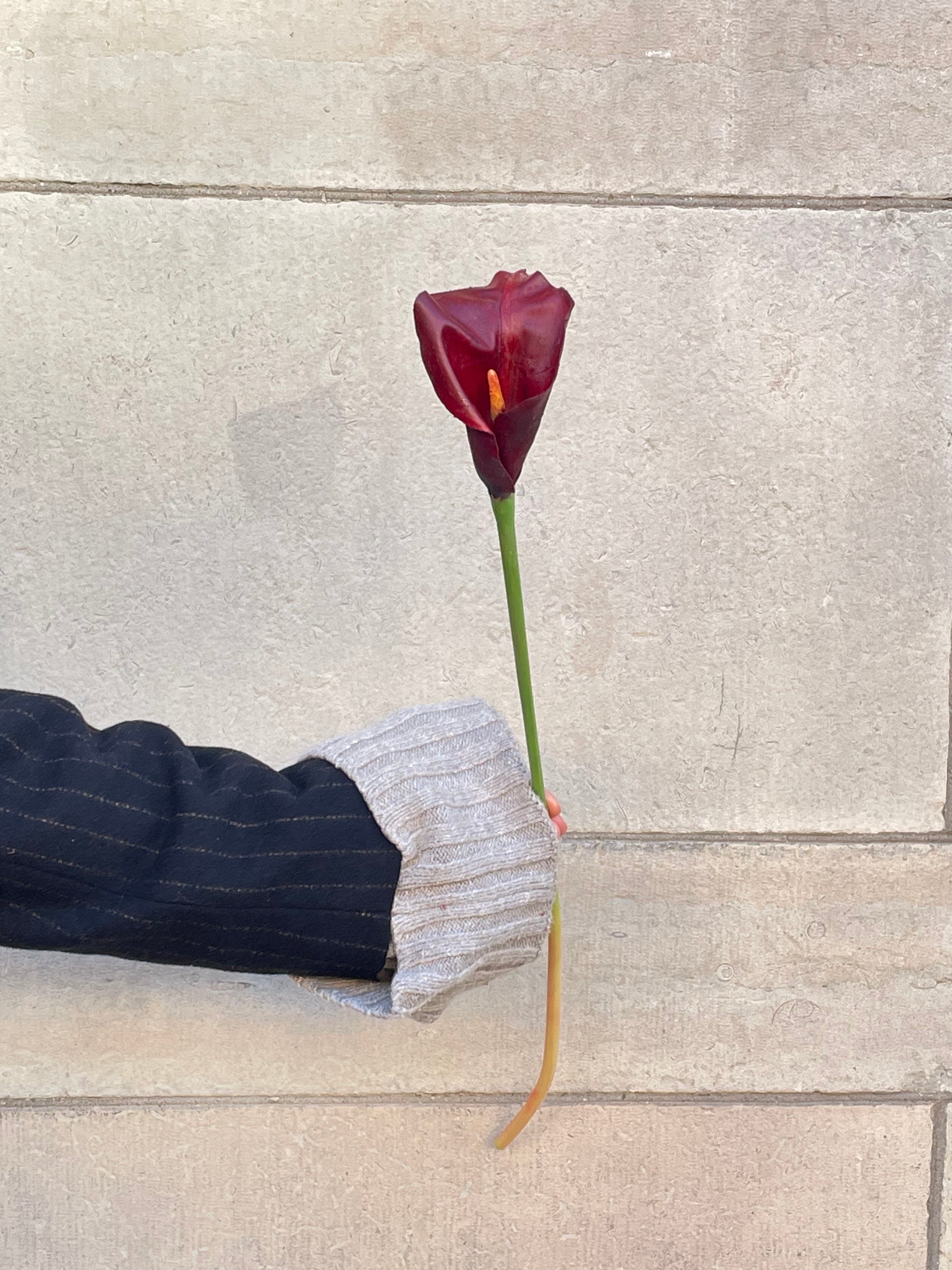 Calla Burgundy, 60 cm