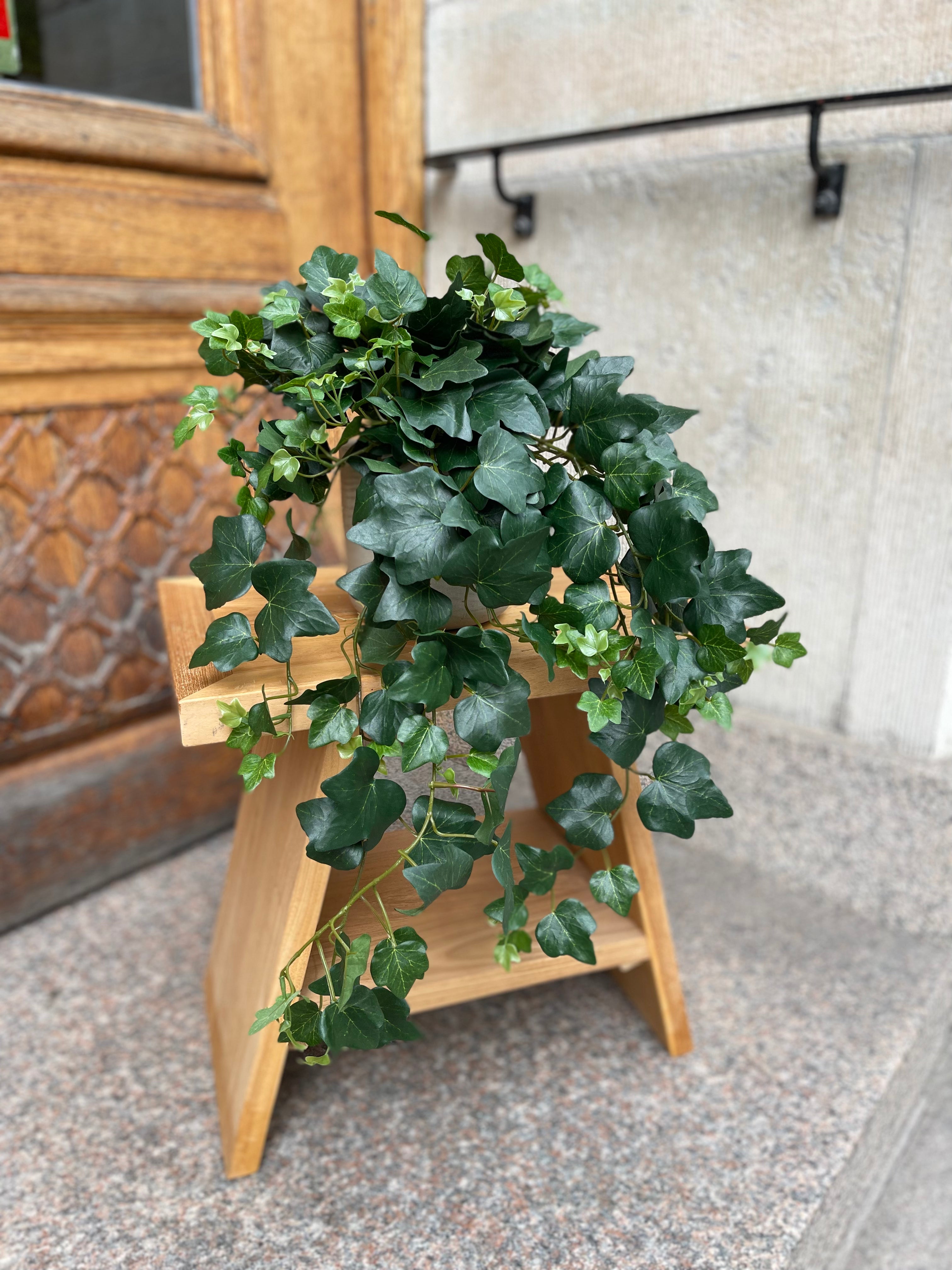 Murgröna knopp UV 45-65 cm