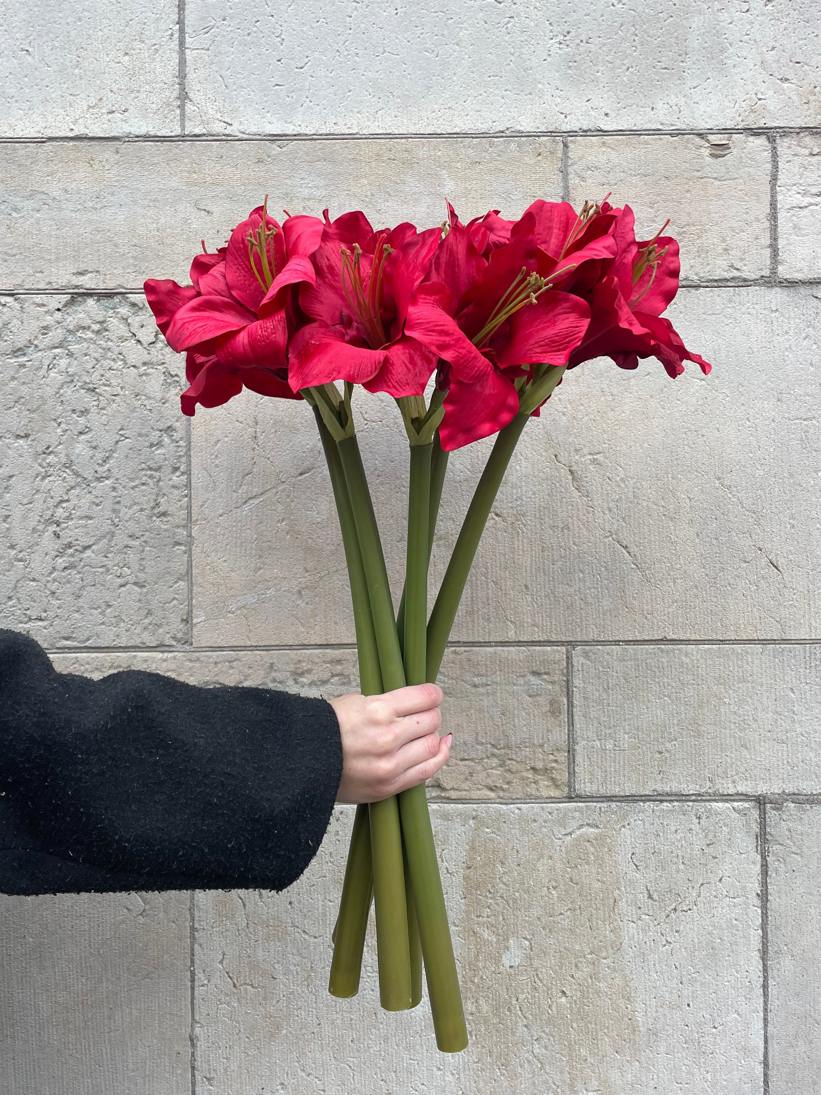 Amaryllis Röd, 60 cm
