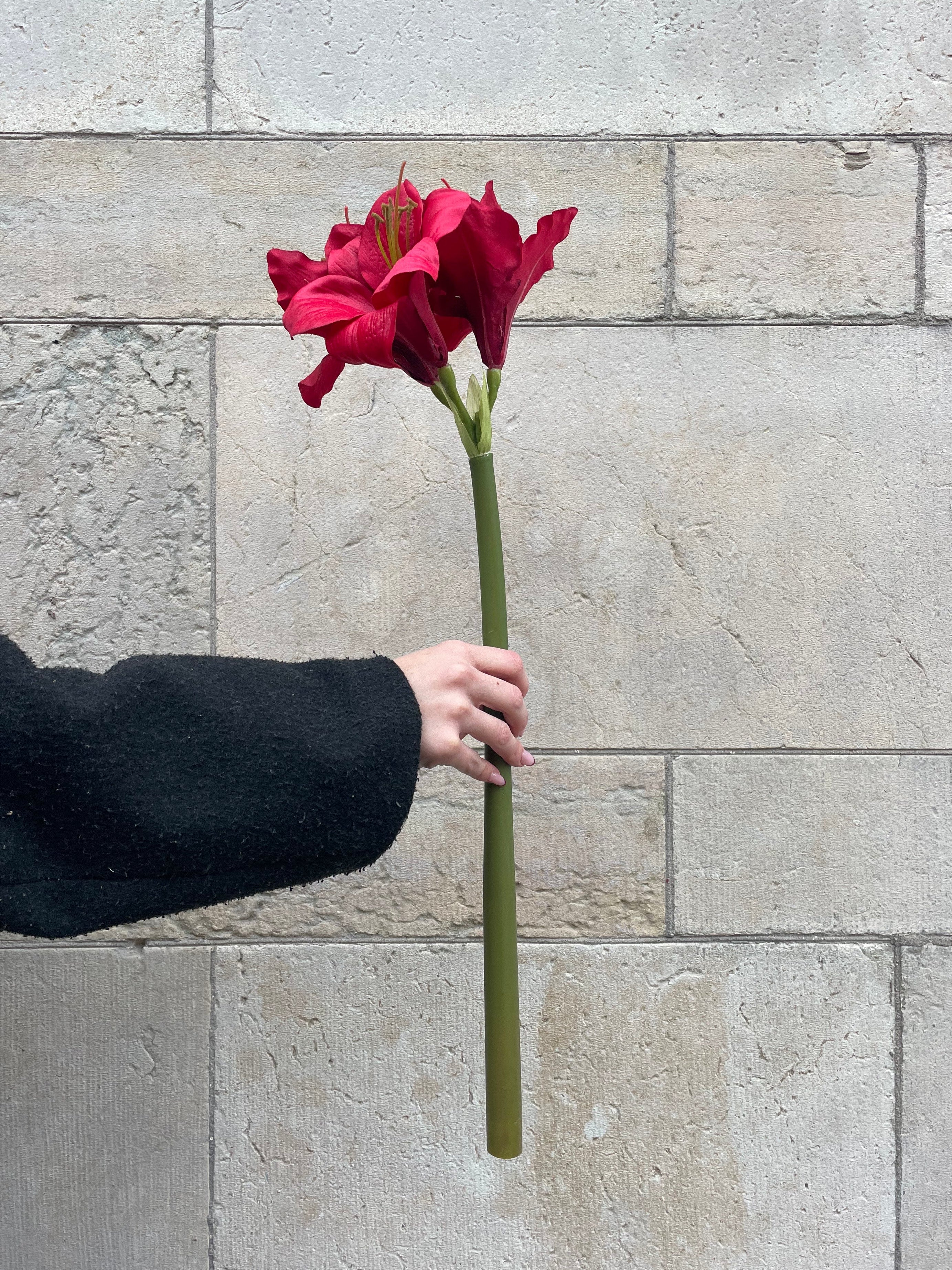 Amaryllis Röd, 60 cm