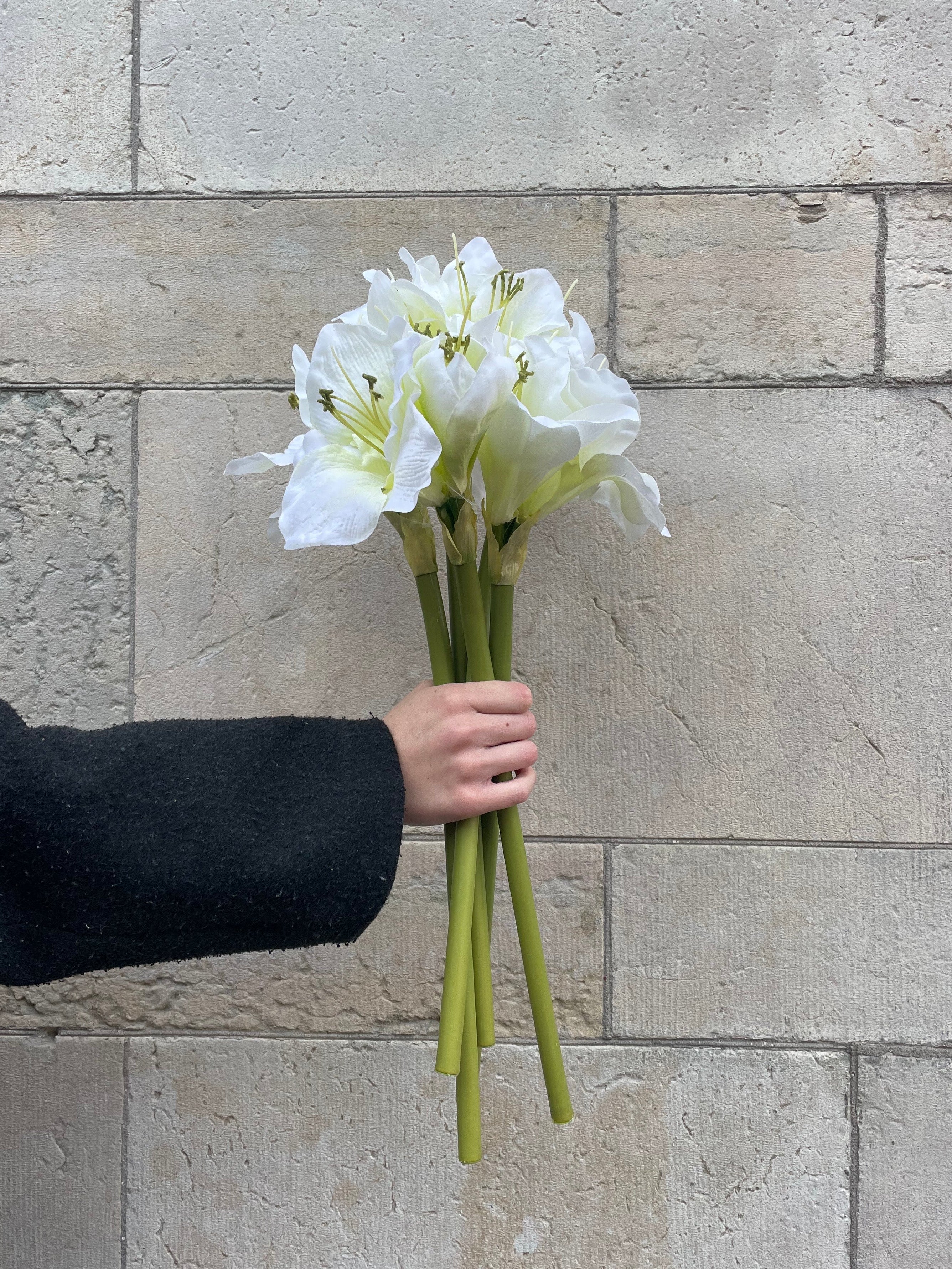 Amaryllis Vit, 60 cm