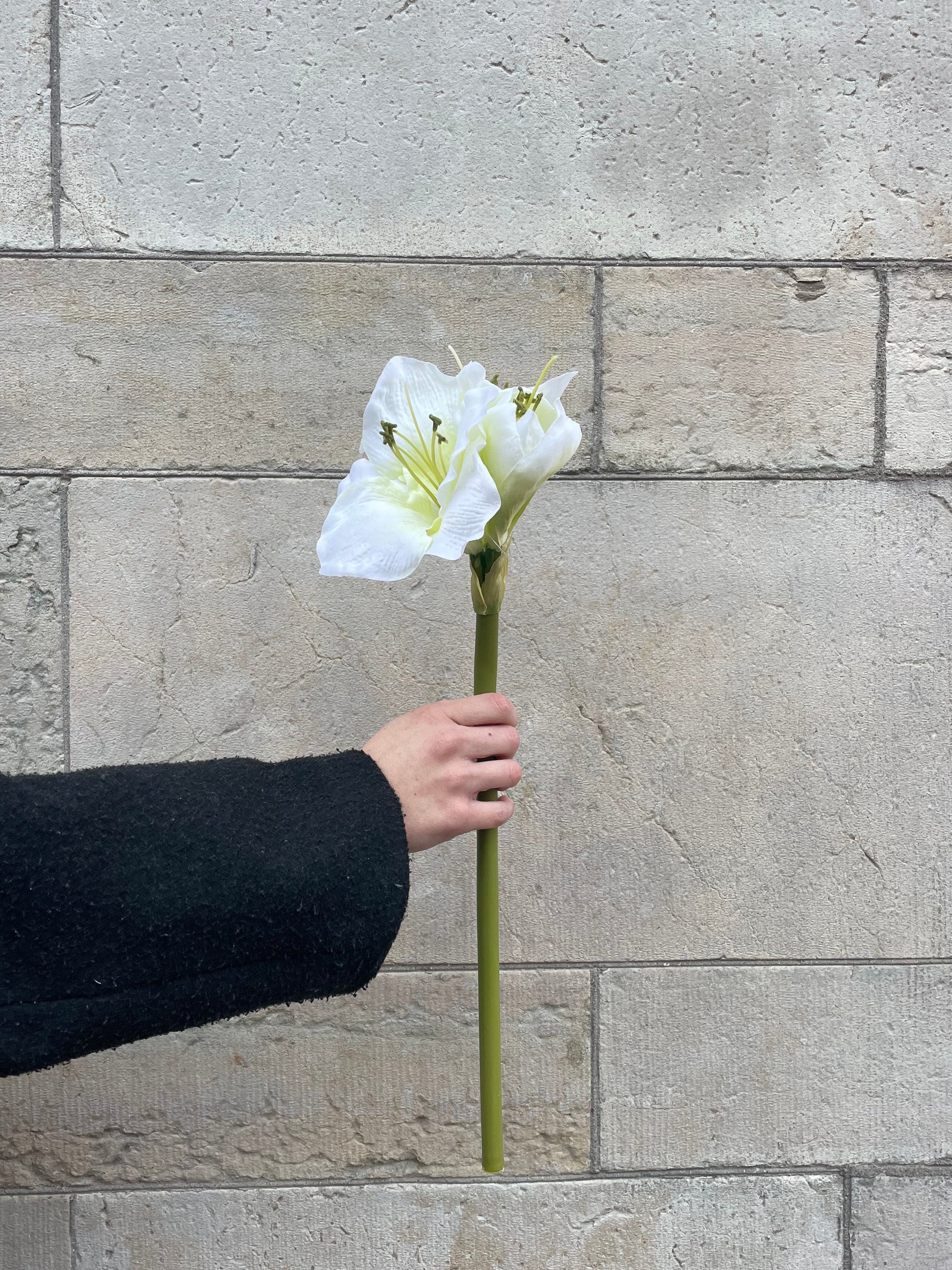 Amaryllis Vit, 60 cm