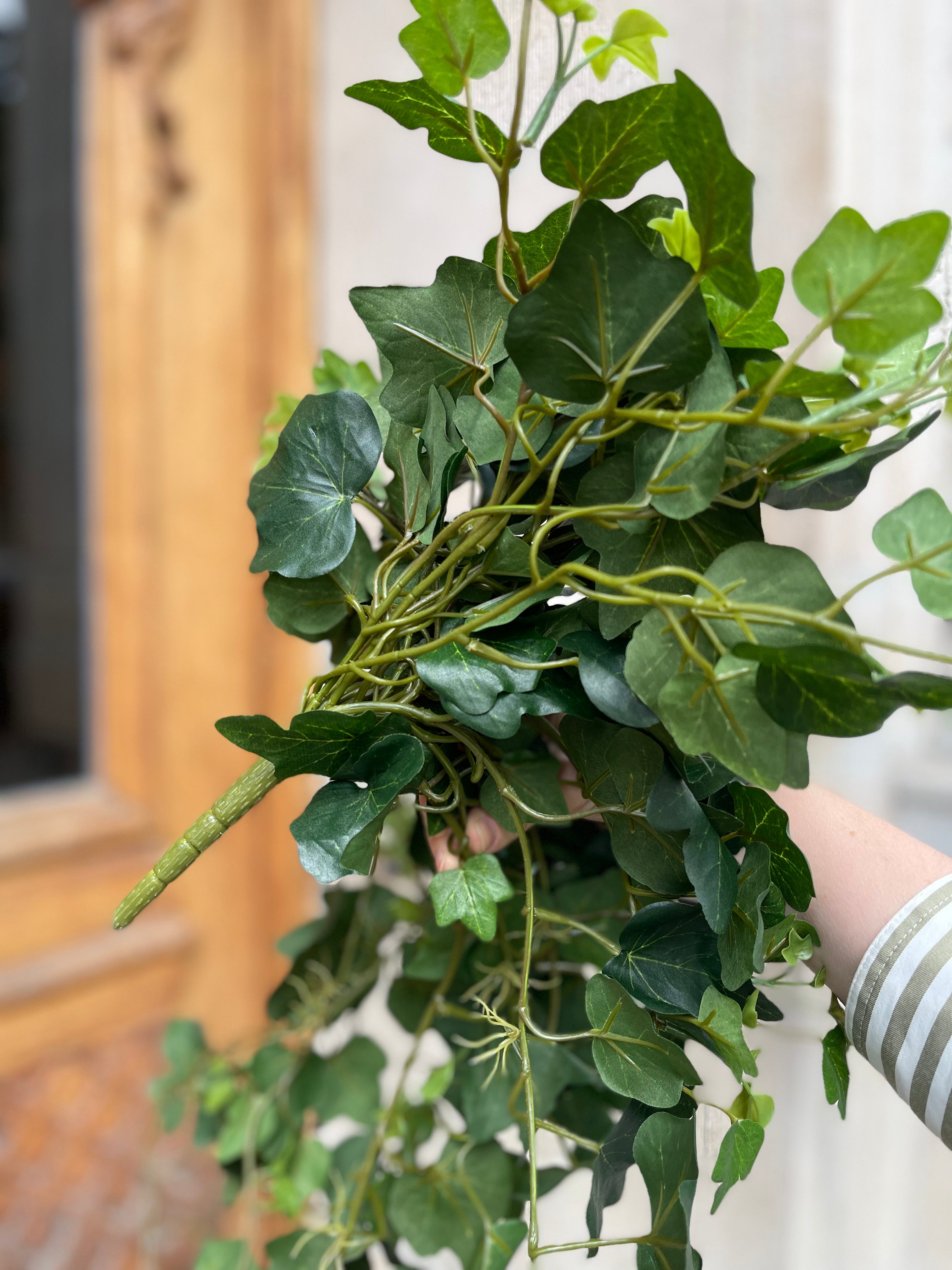 Murgröna knopp UV 45-65 cm