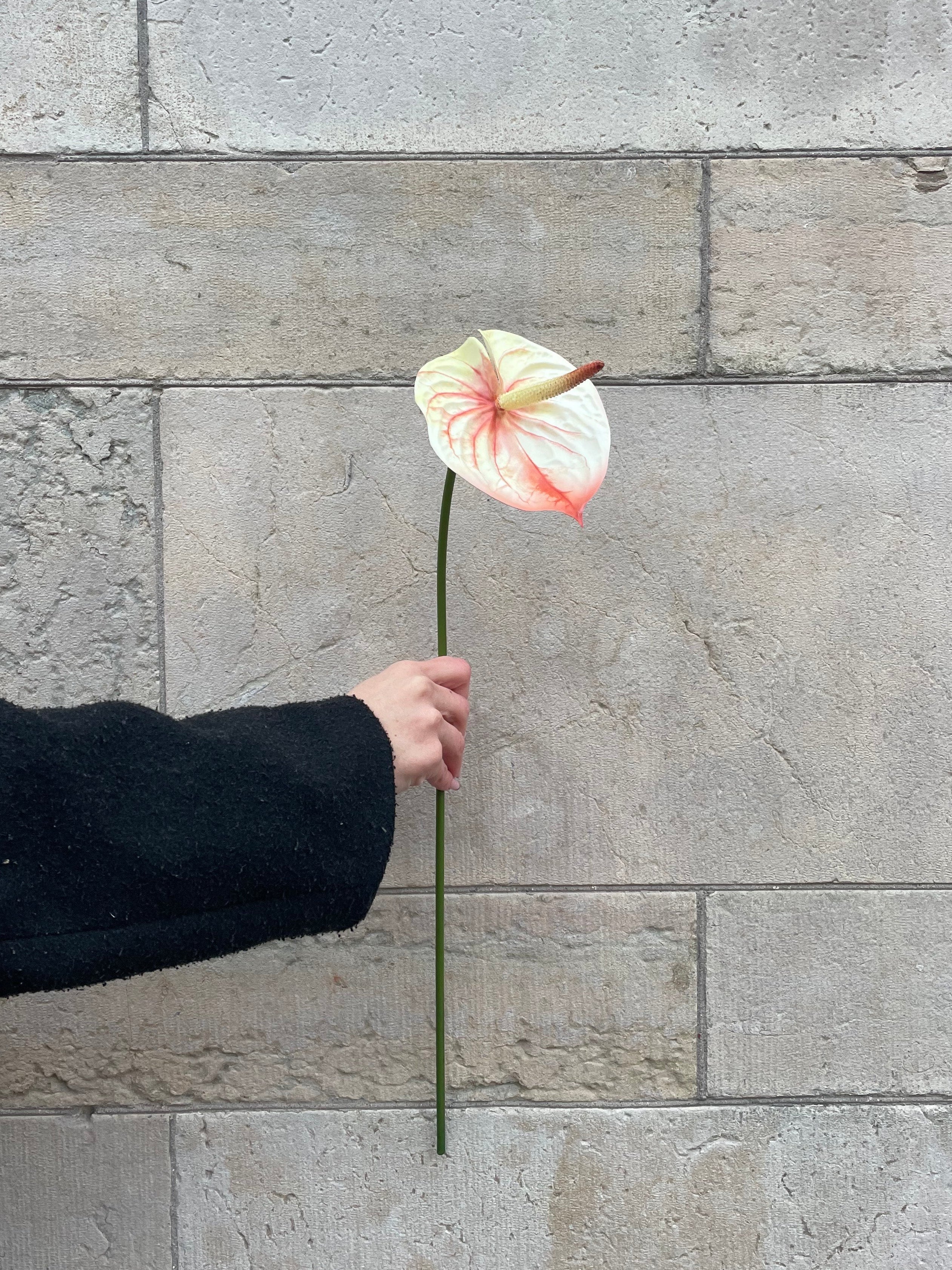 Anthurium 60 cm, Orange/Vit