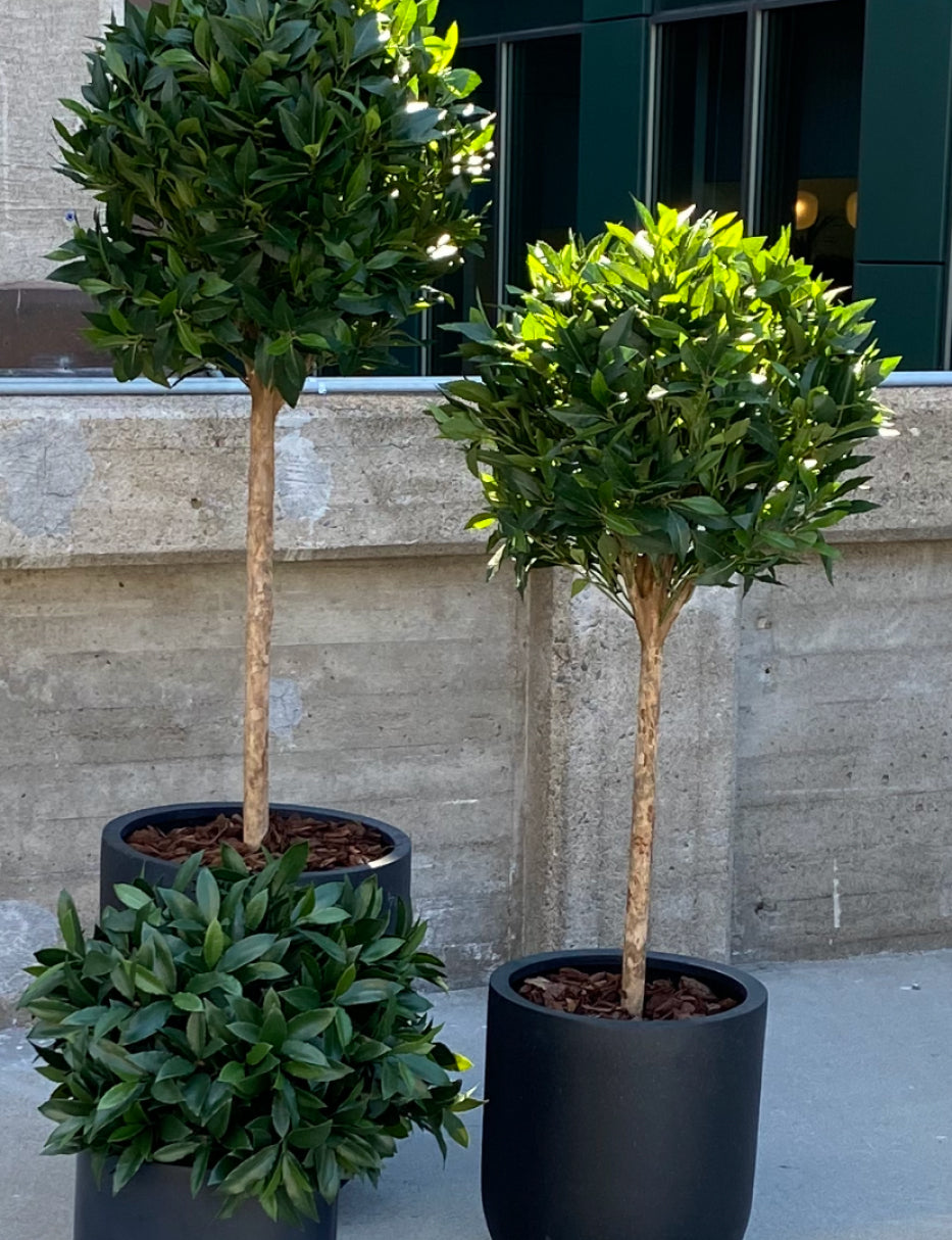 Lagerbladsboll på stam UV, 110-200 cm