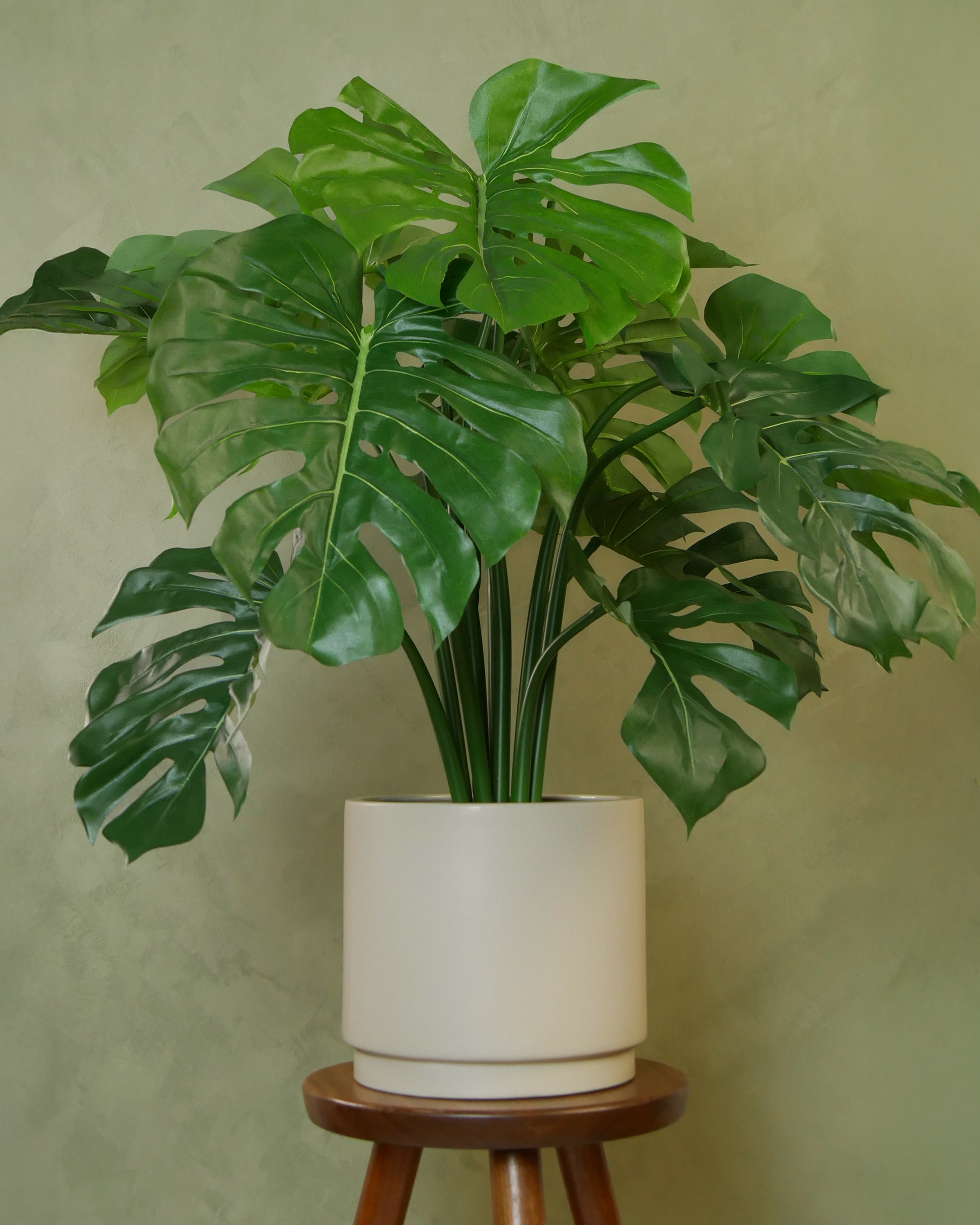 Monstera UV 63-80 cm