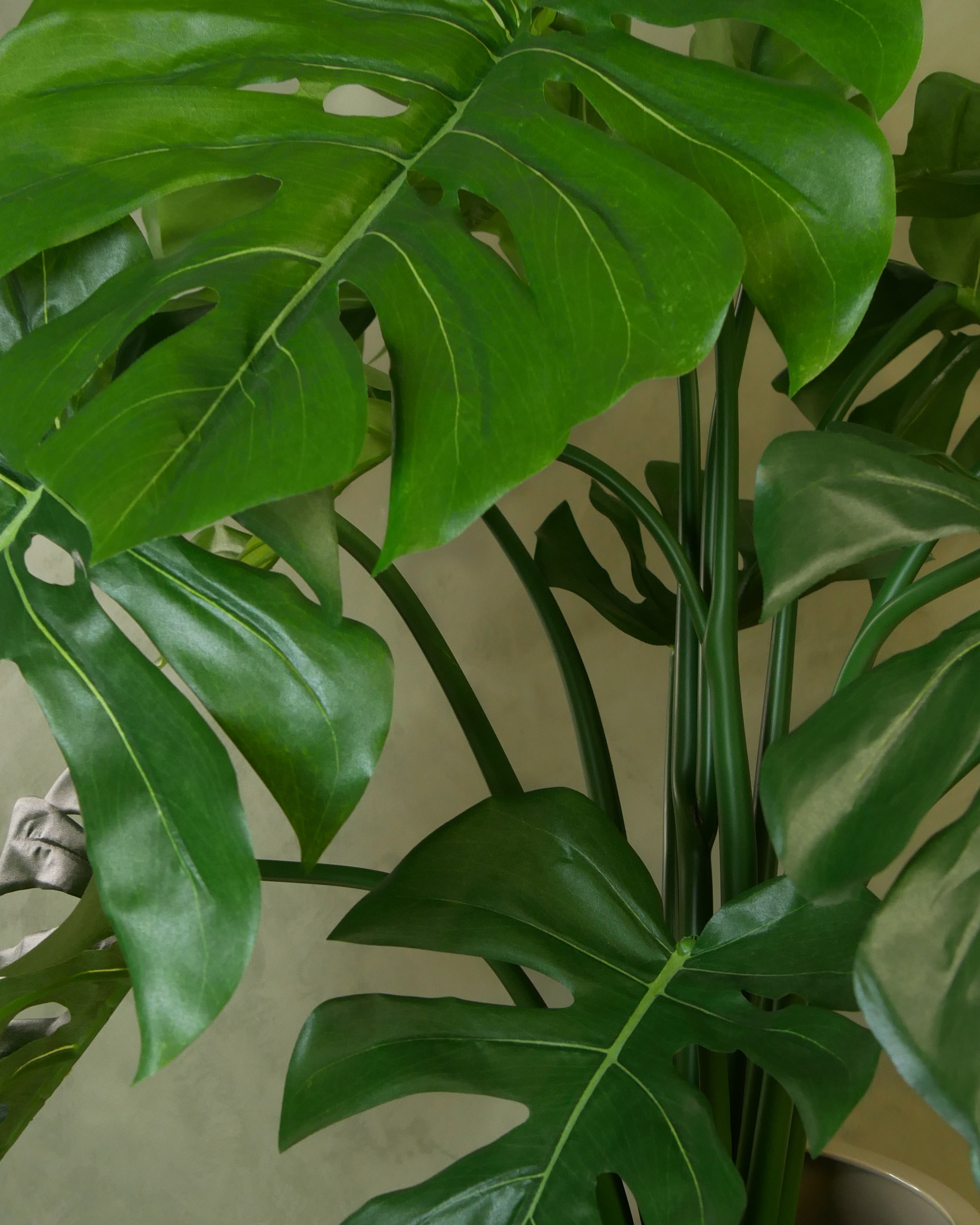 Monstera UV 63-80 cm