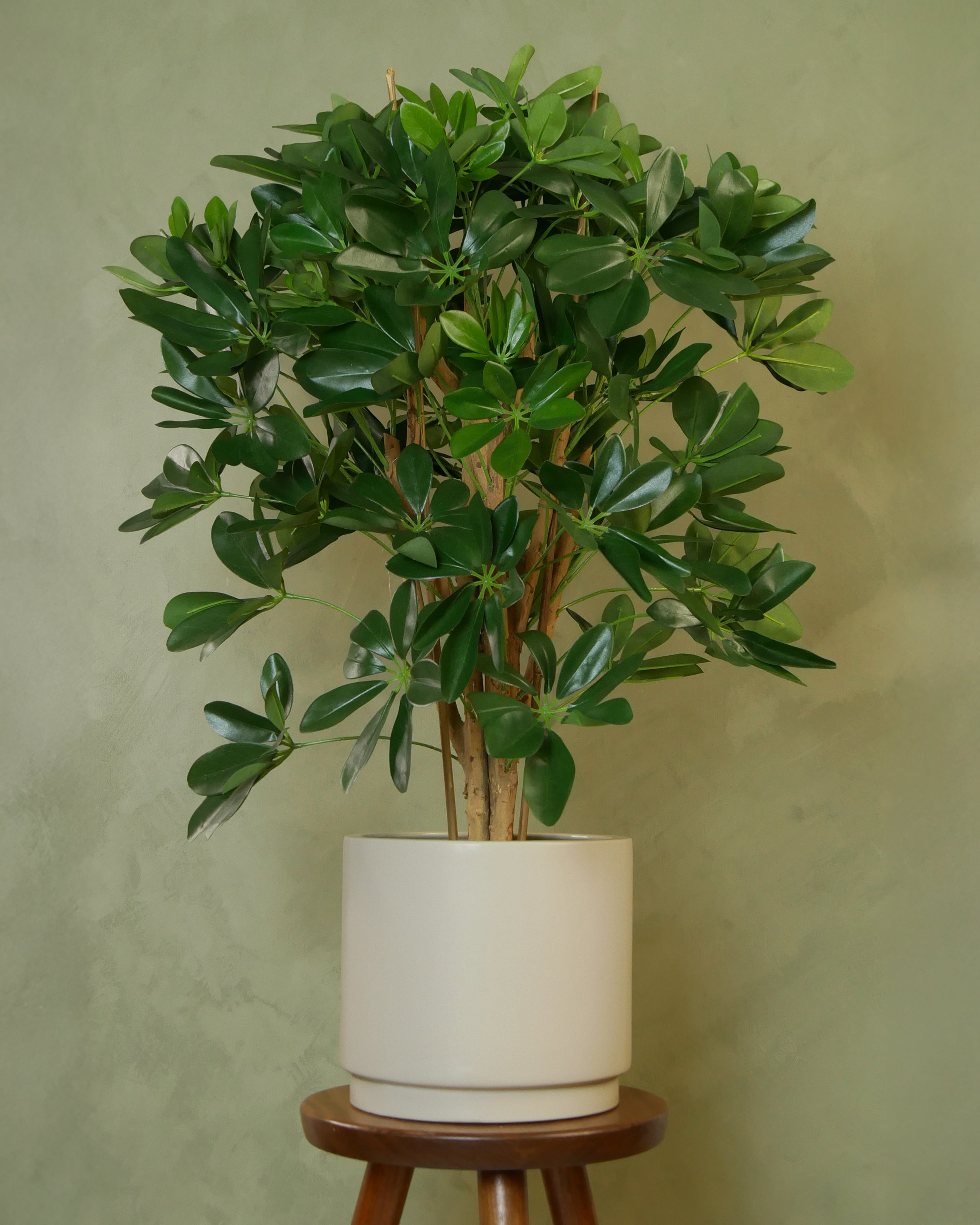 Schefflera 80 cm