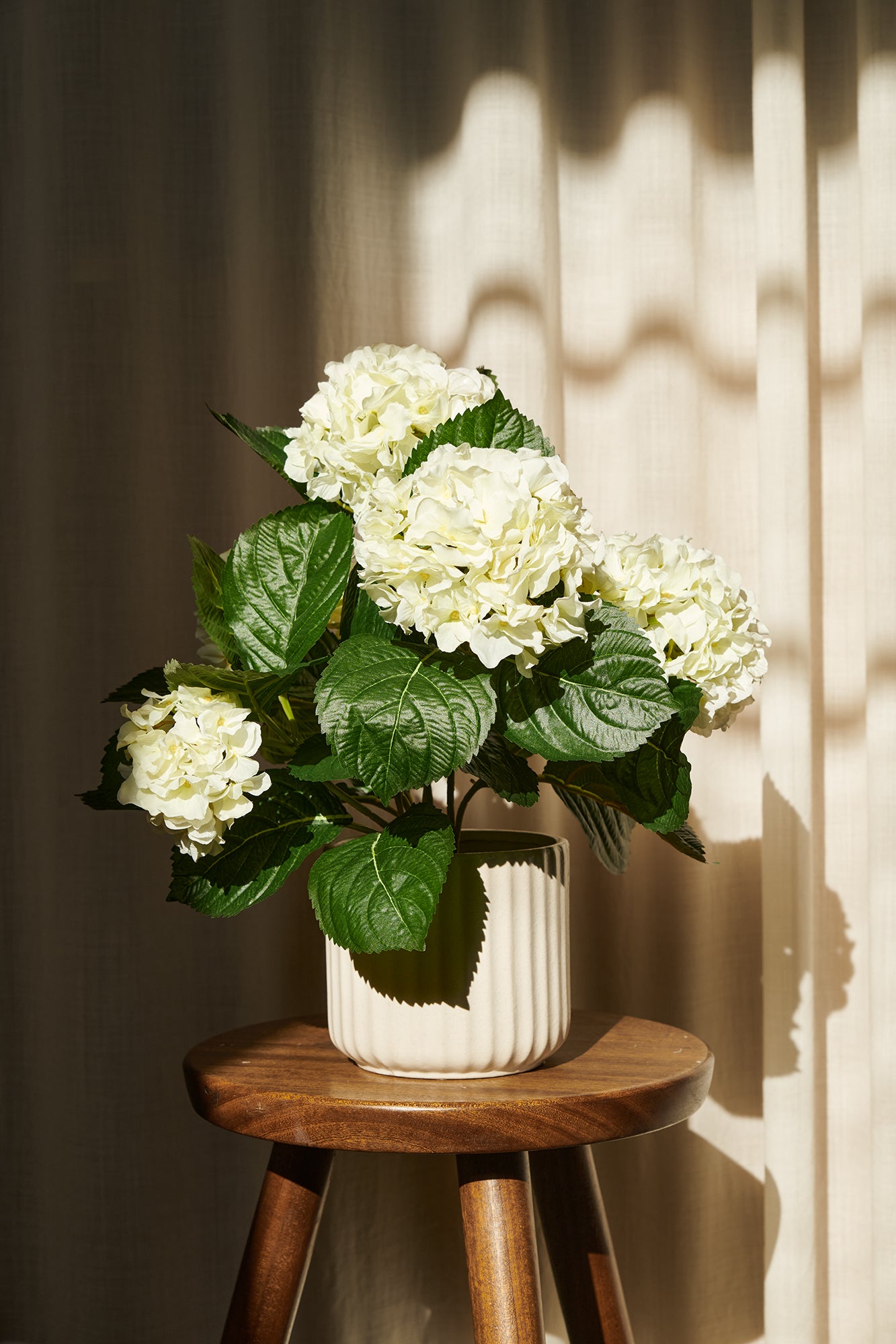 Hortensia i kruka 40 cm, vit