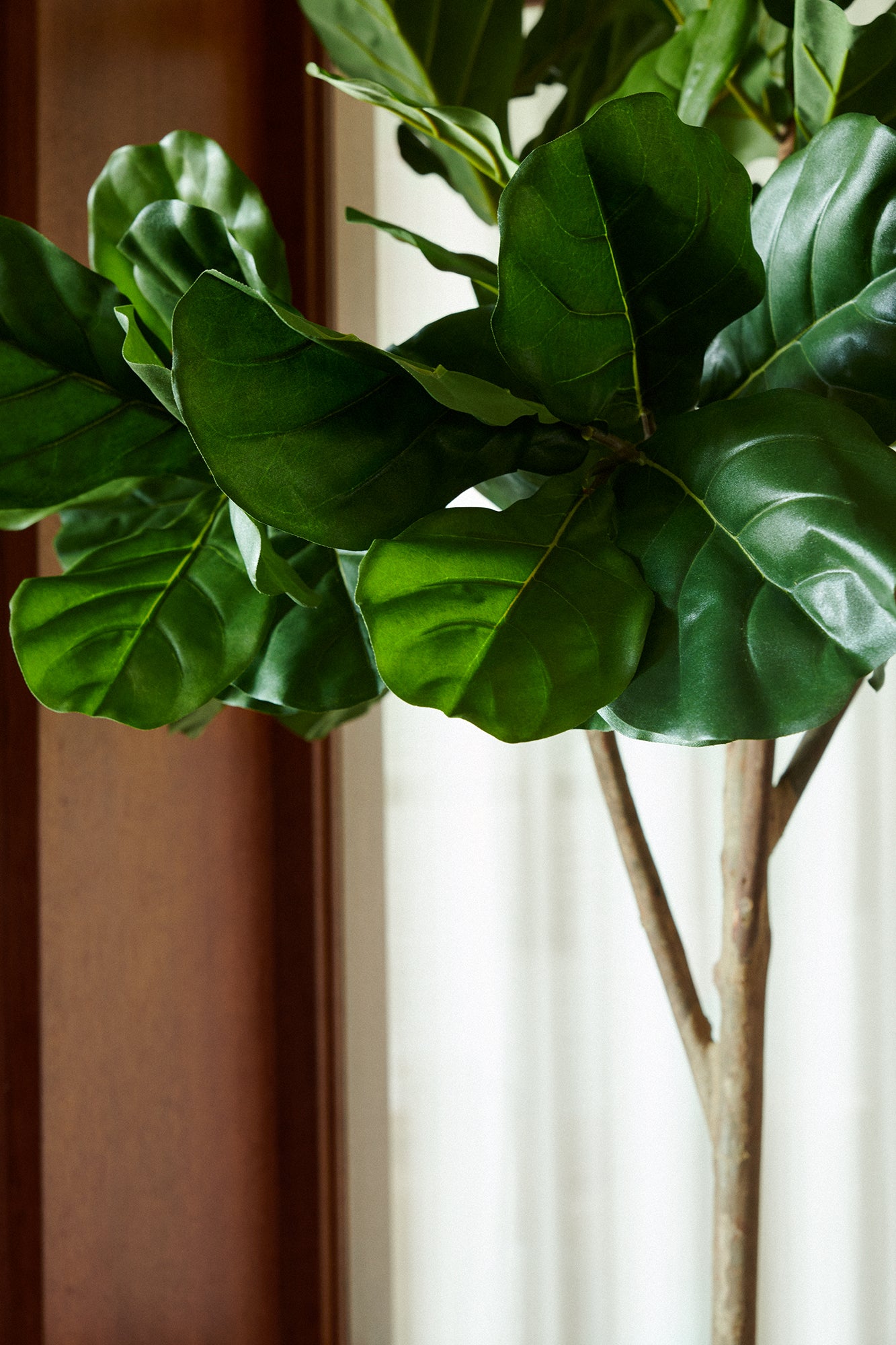 Fikus toppboll-träd UV 210 cm