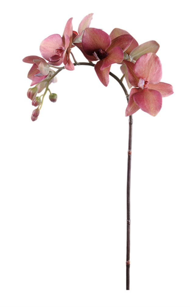 Orkidé 60 cm, plommon