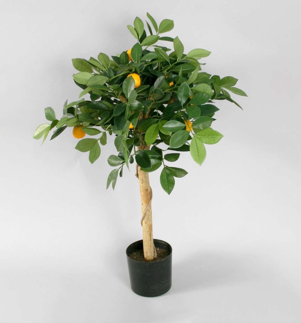 Apelsinträd 70 cm