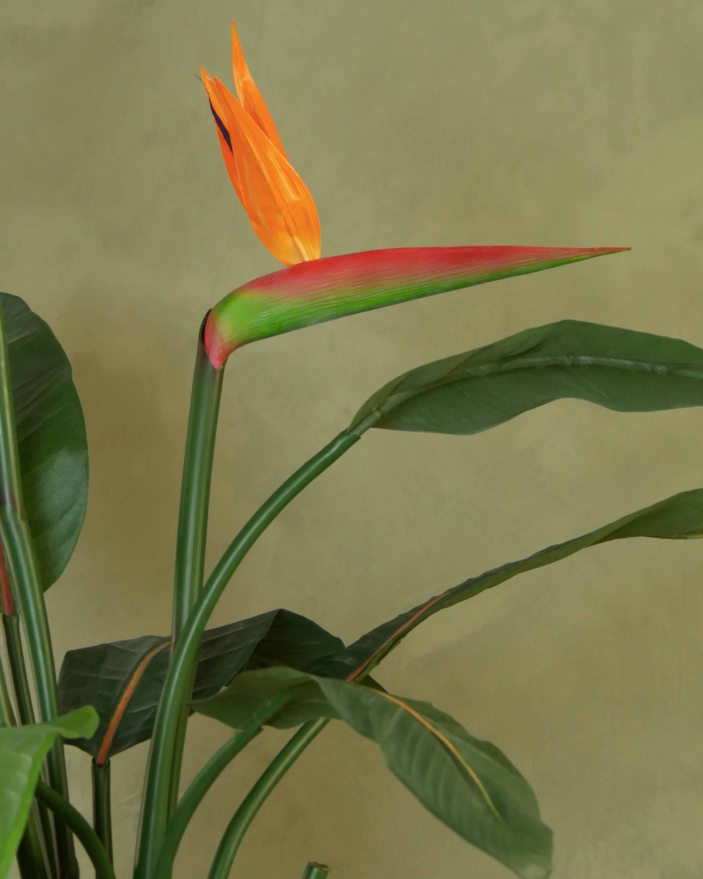 Strelitzia 95 cm