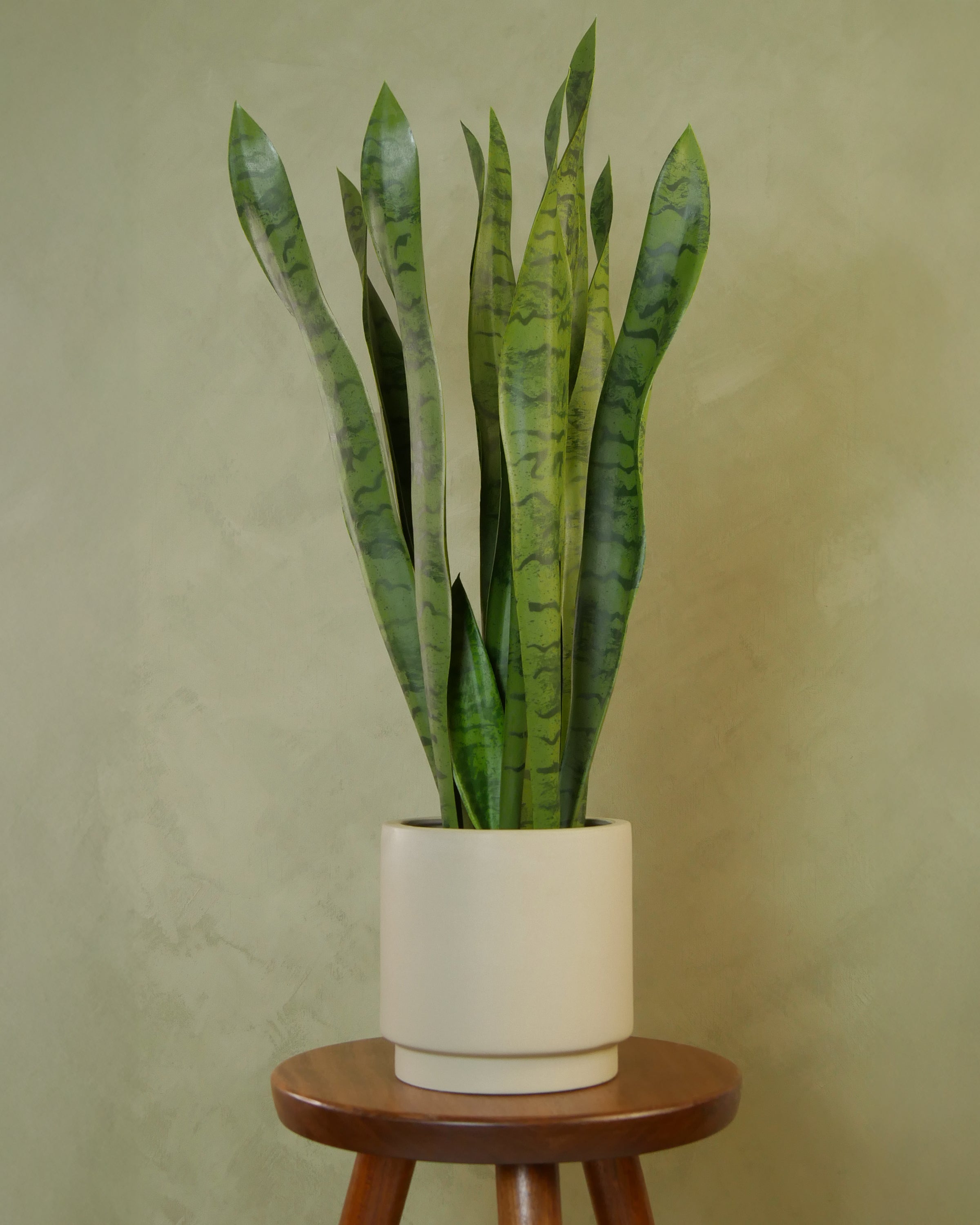 Svärmorstunga 70 cm