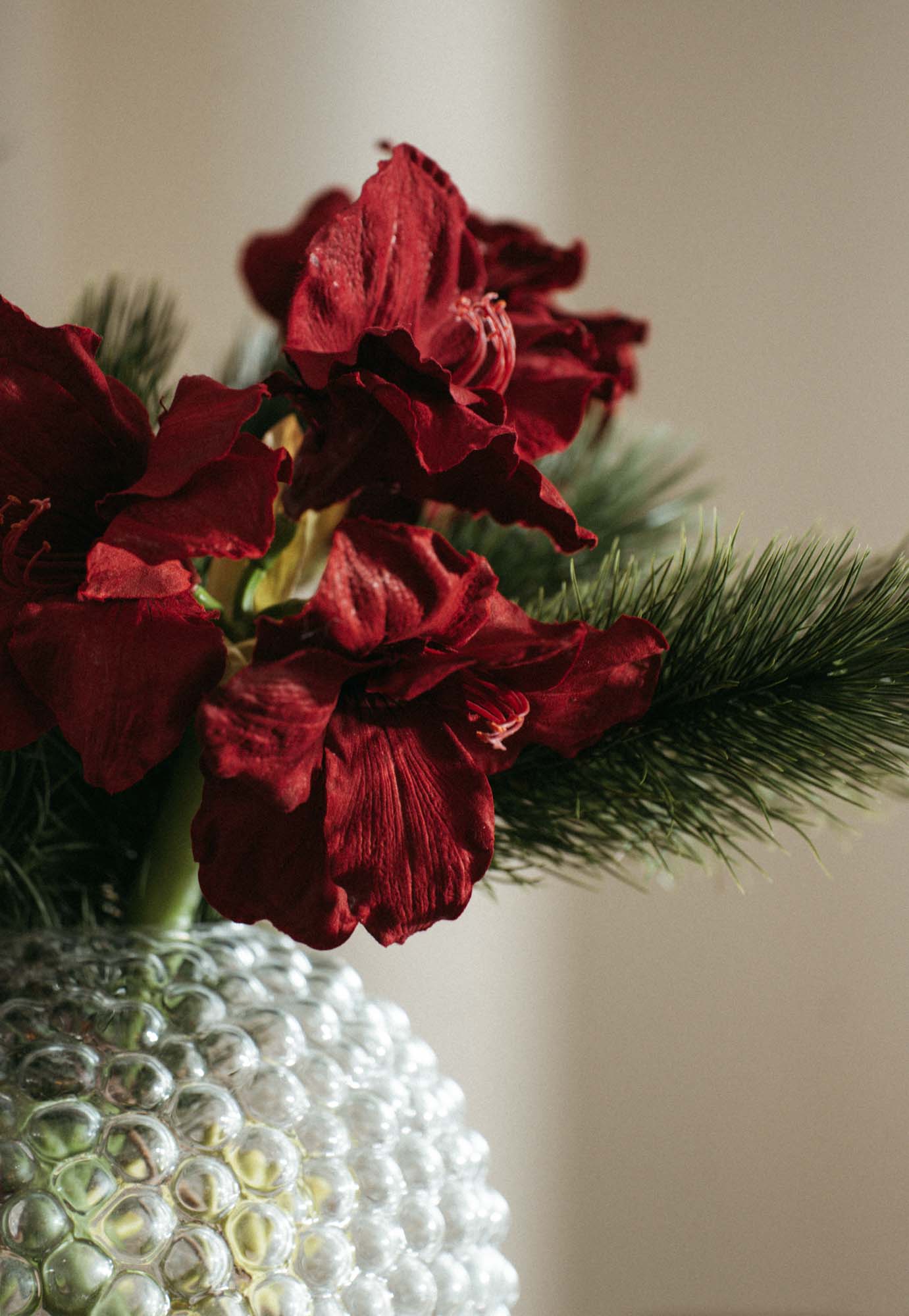 Amaryllis 75 cm, burgundy