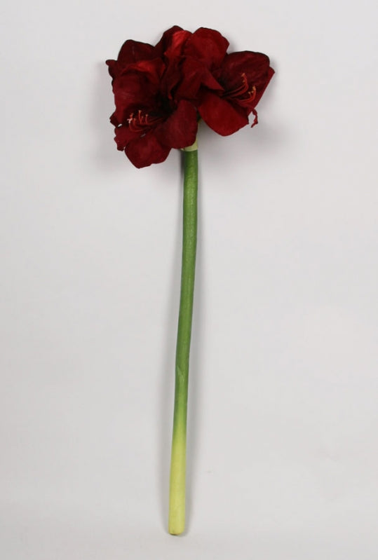 Amaryllis burgundy, 75 cm