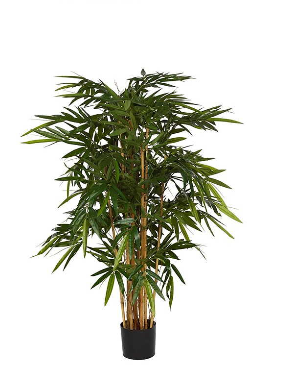 Bambu 135 - 170 cm