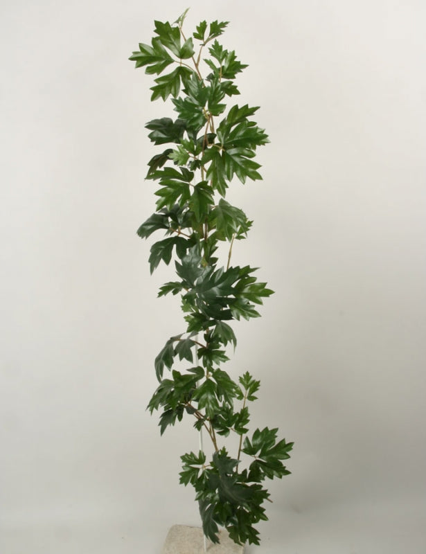 Cissus girlang 114 cm