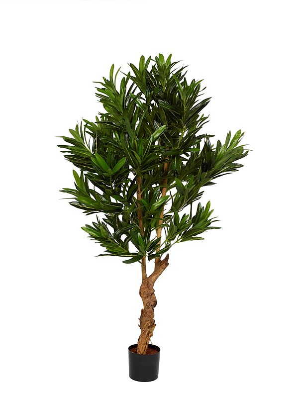 Croton träd 120 - 150 cm