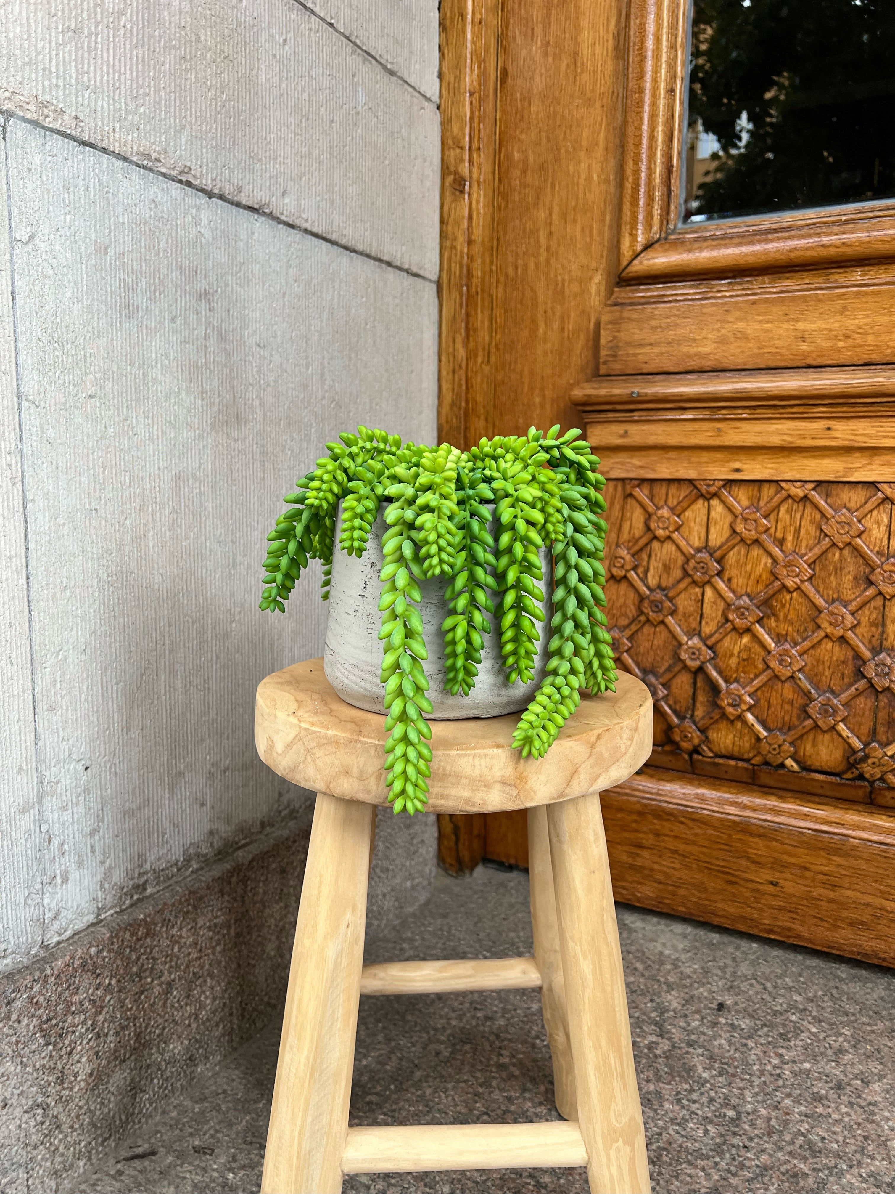 Sedum 14 cm