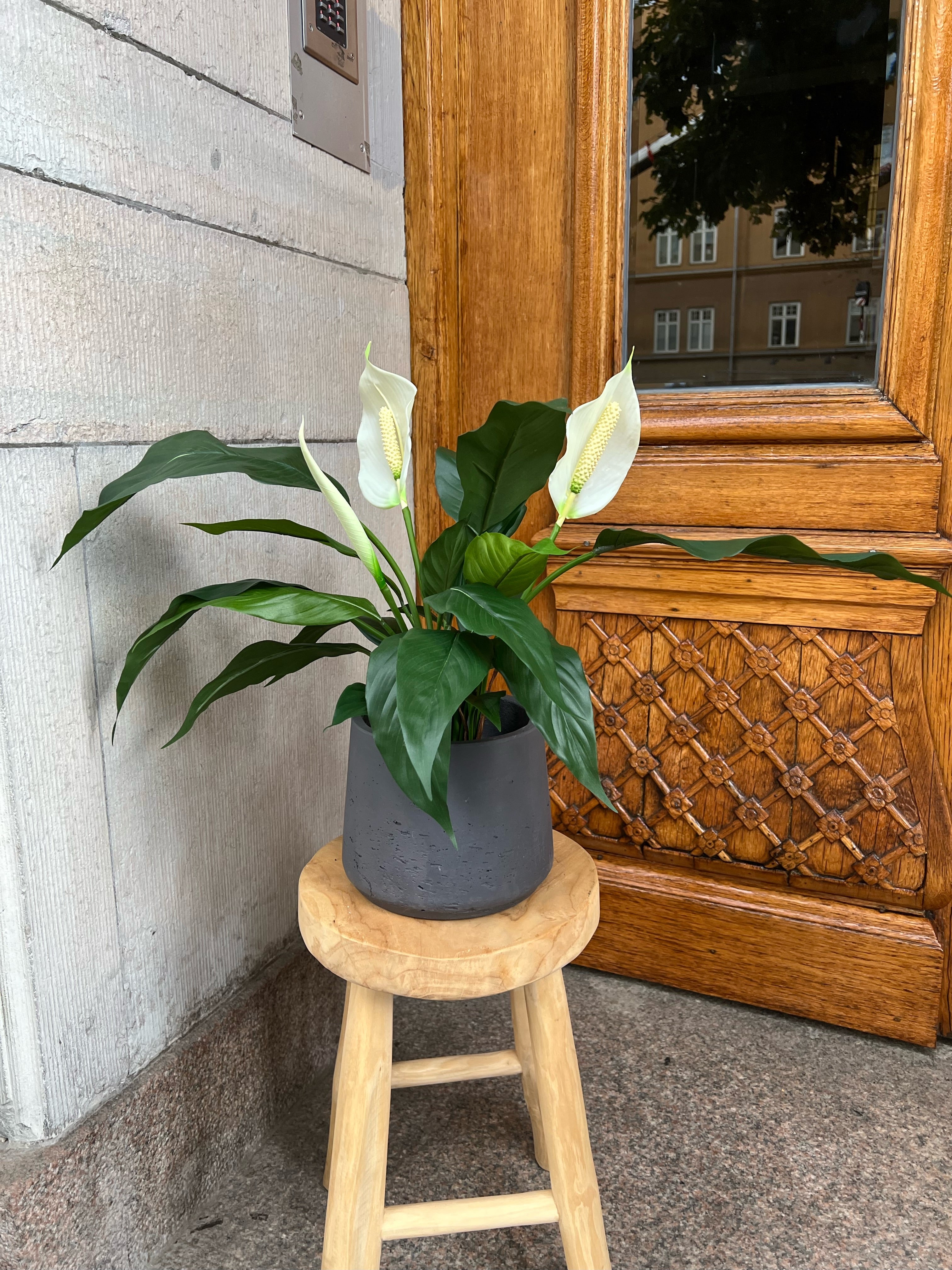 Fredskalla 53 cm