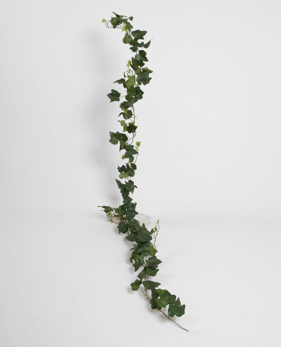 Murgröna UV 205 cm