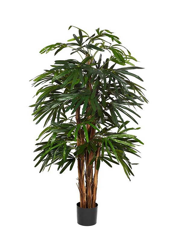 Rhapispalm 100 - 170 cm