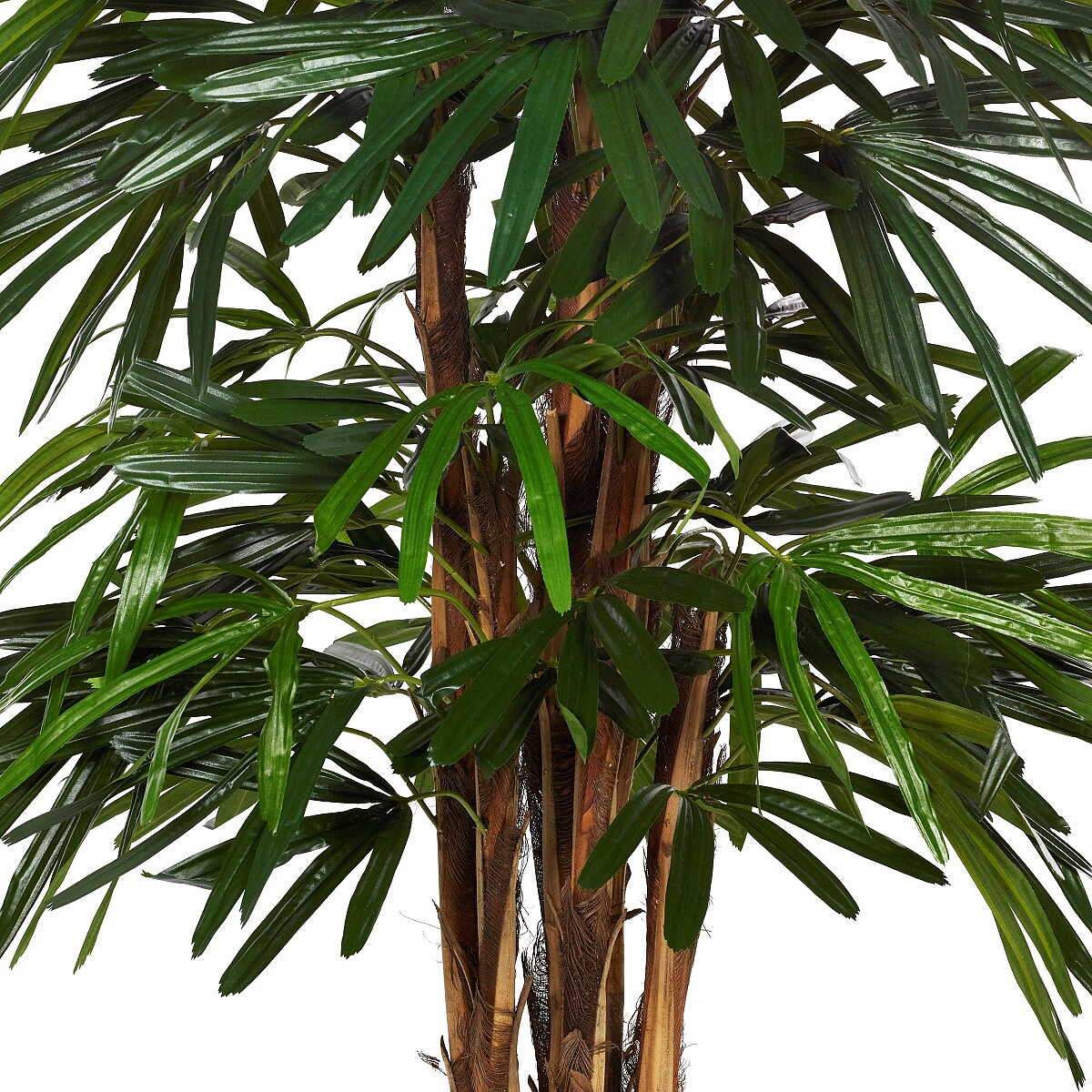 Rhapispalm 100 - 170 cm