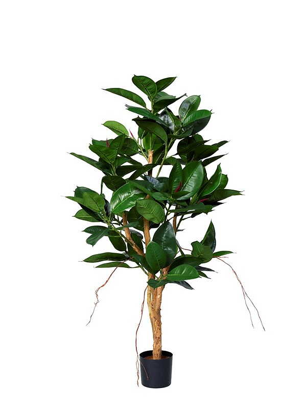 Robusta träd 120 - 170 cm